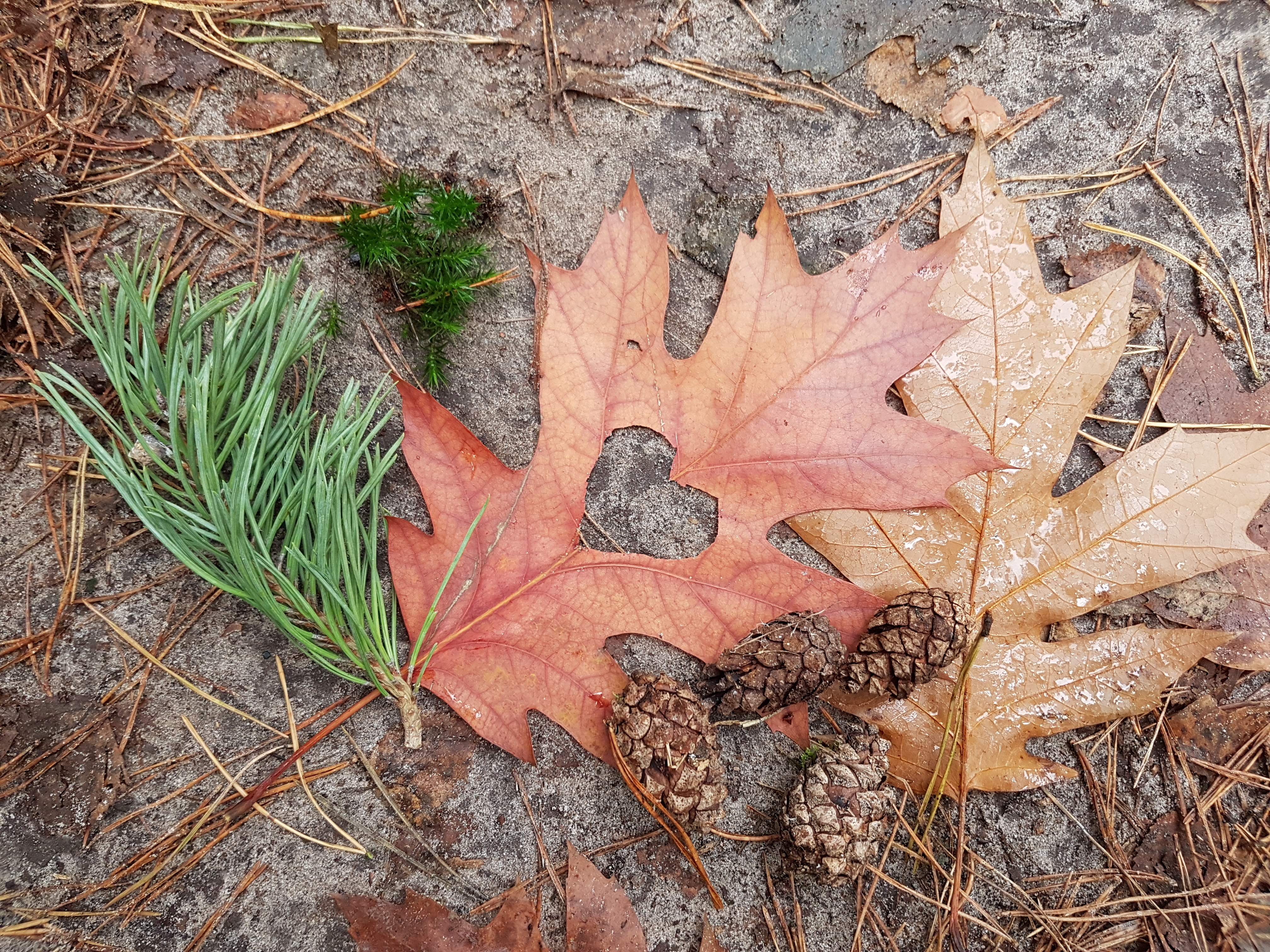 verliefd-op-de-herfst
