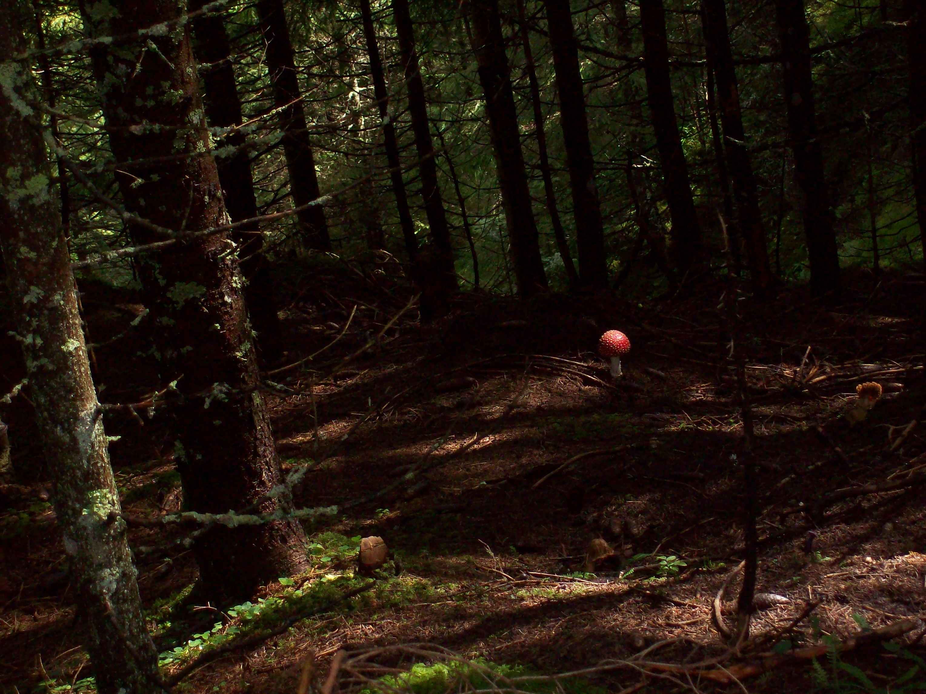 paddenstoel-in-de-spotlight