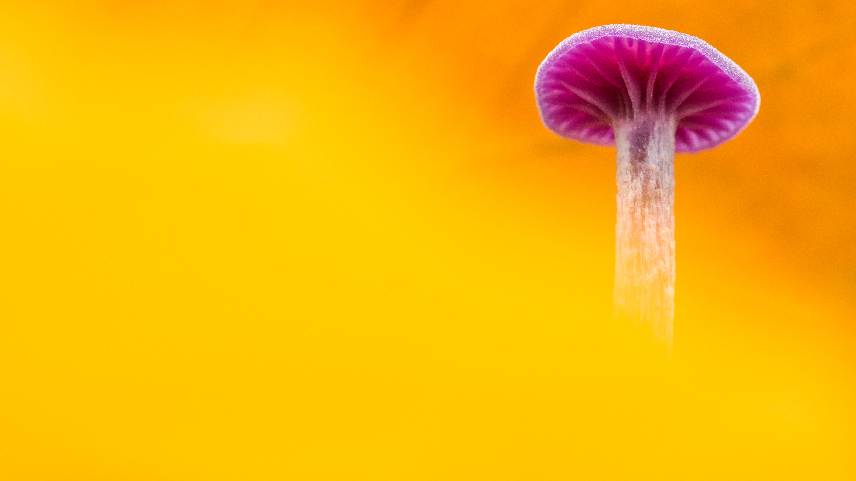 autumn-is-the-second-spring