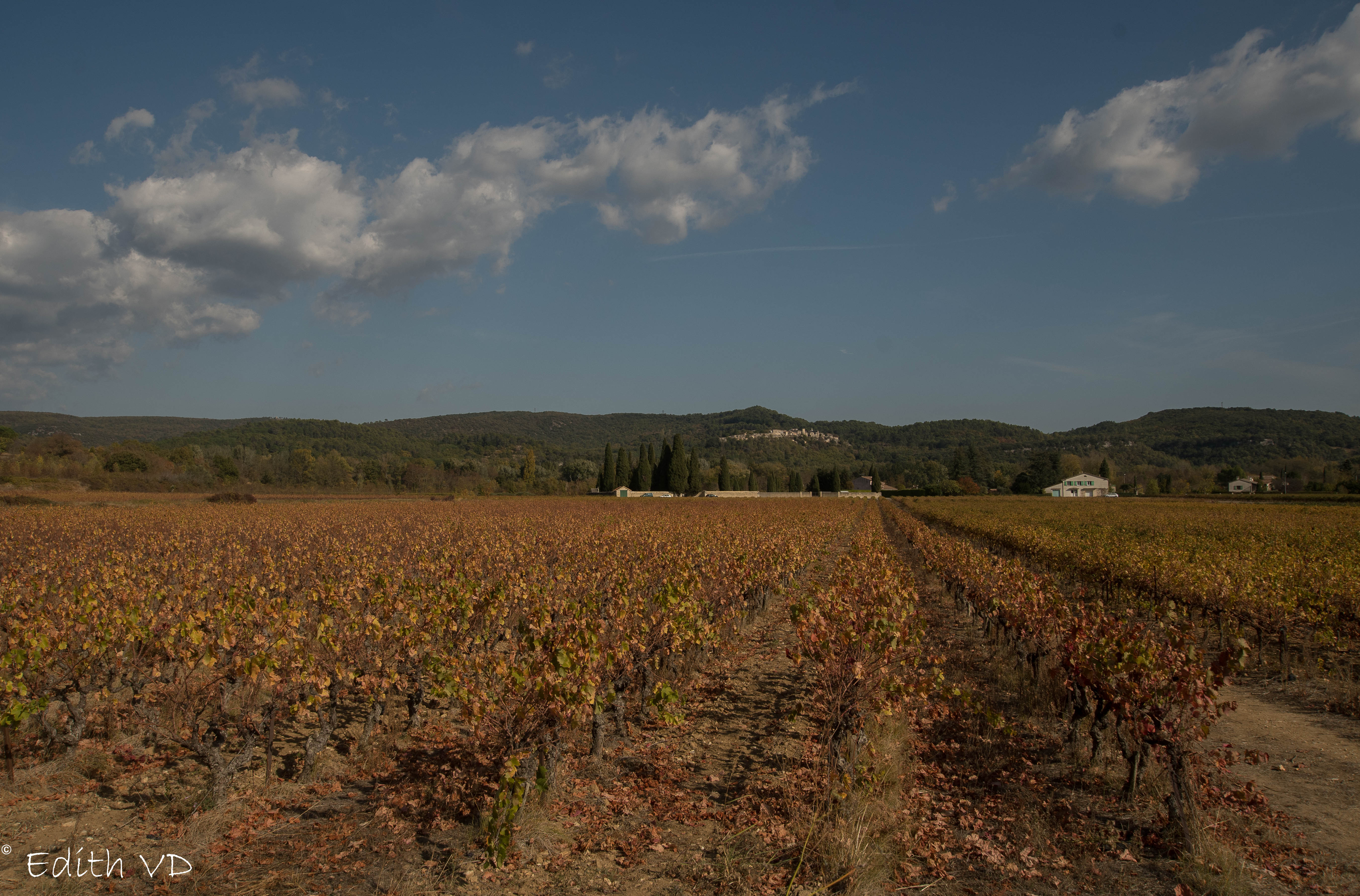 herfst-in-de-wijngaard