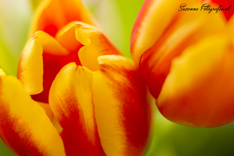 tulpen-15