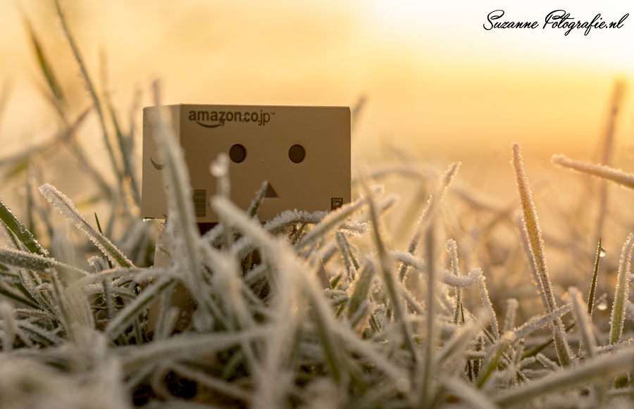 danbo