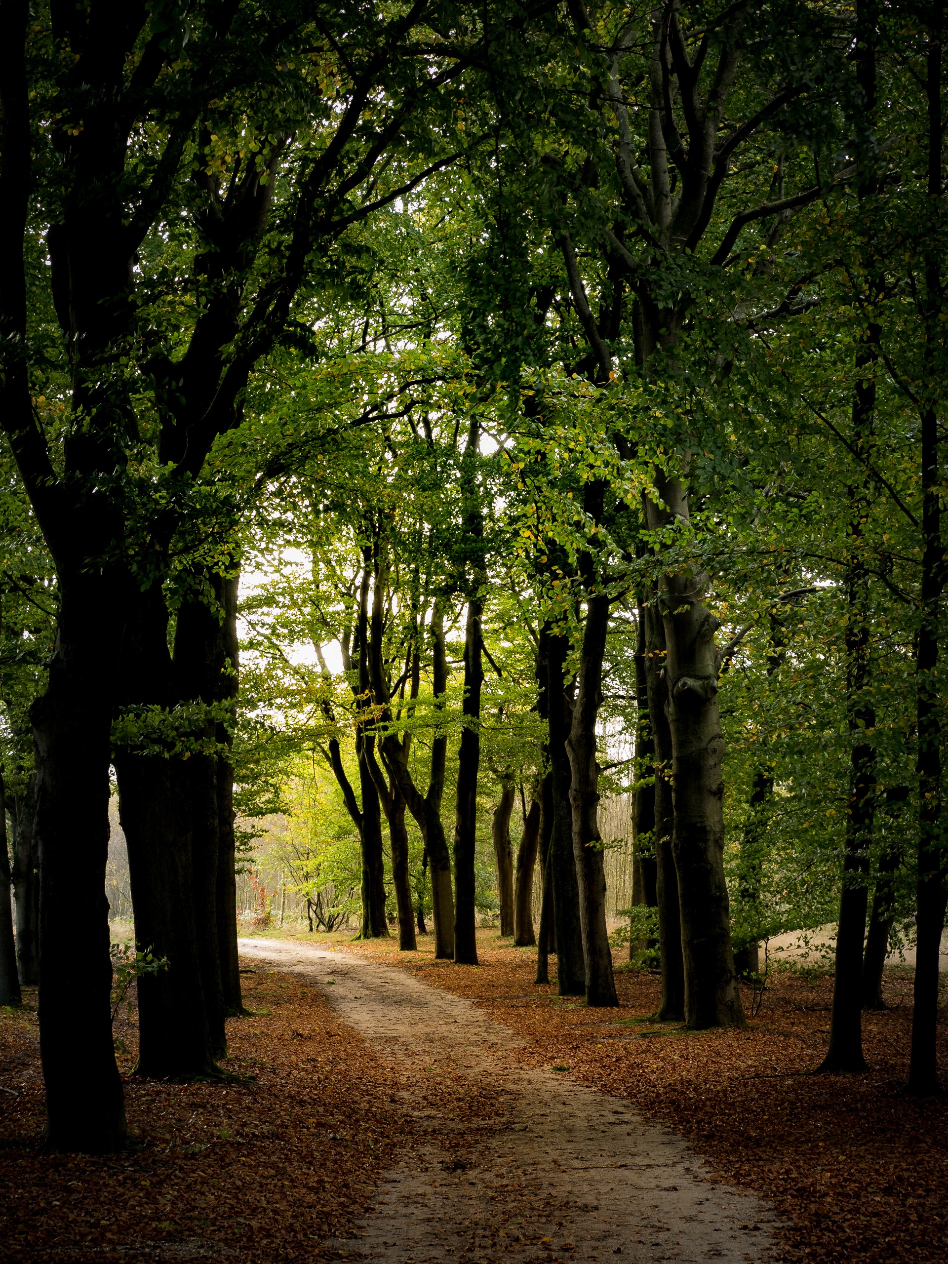 autumn-forest-2