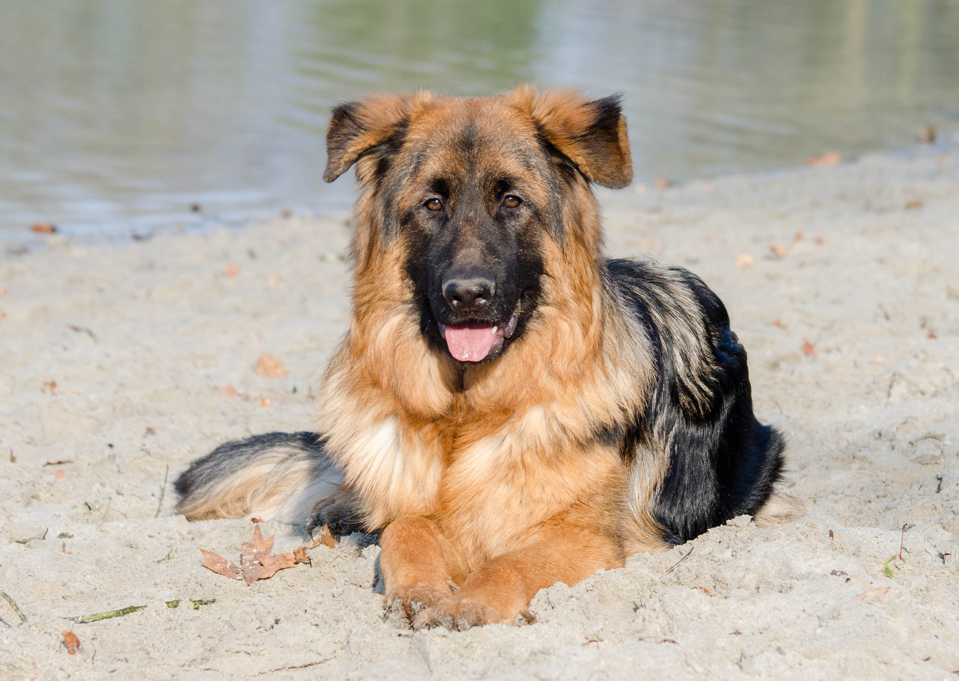 even-poseren-voor-baasje-want-daarna-krijg-ik-wat-lekkers