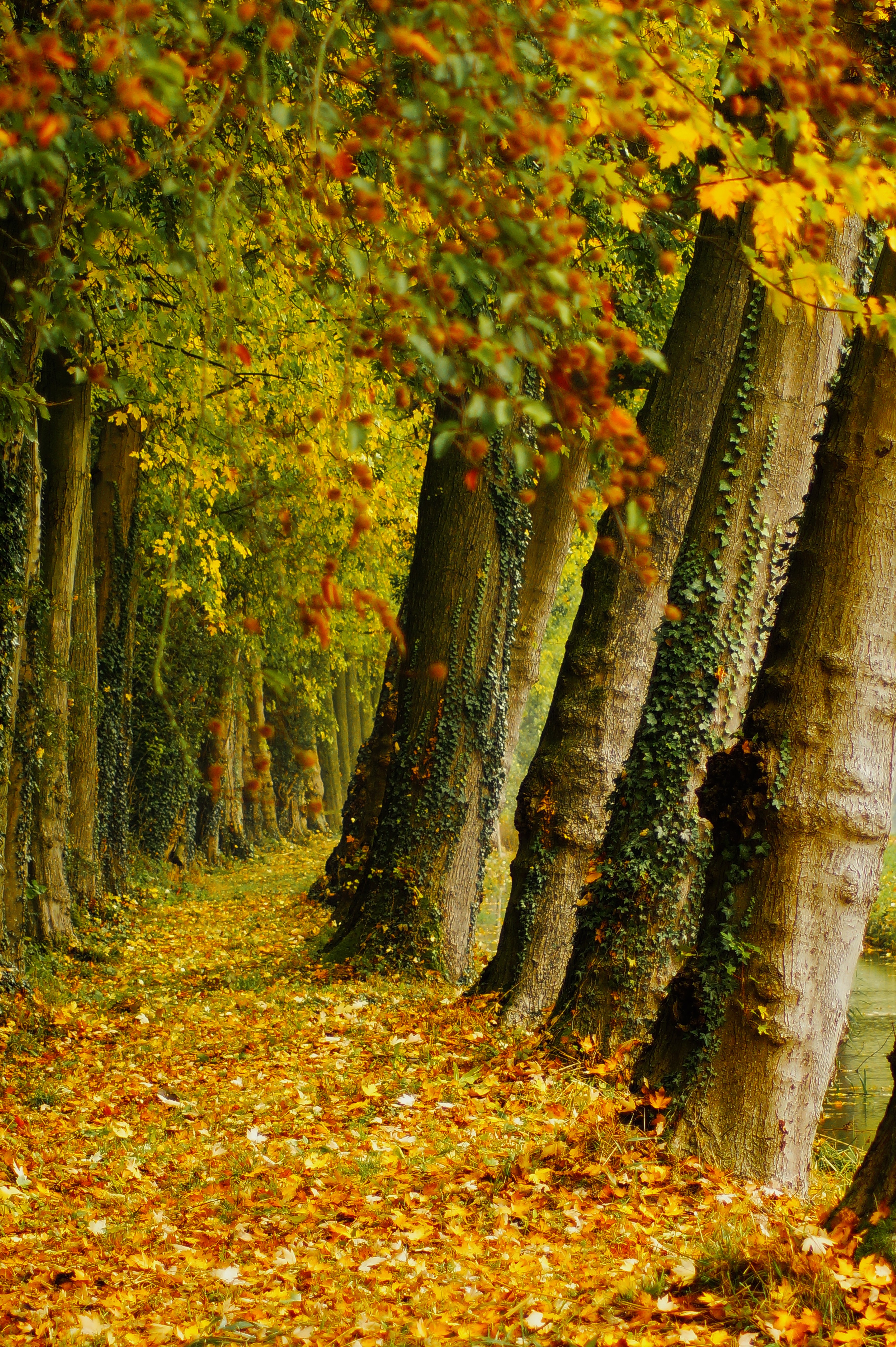 herfst-in-linschoten