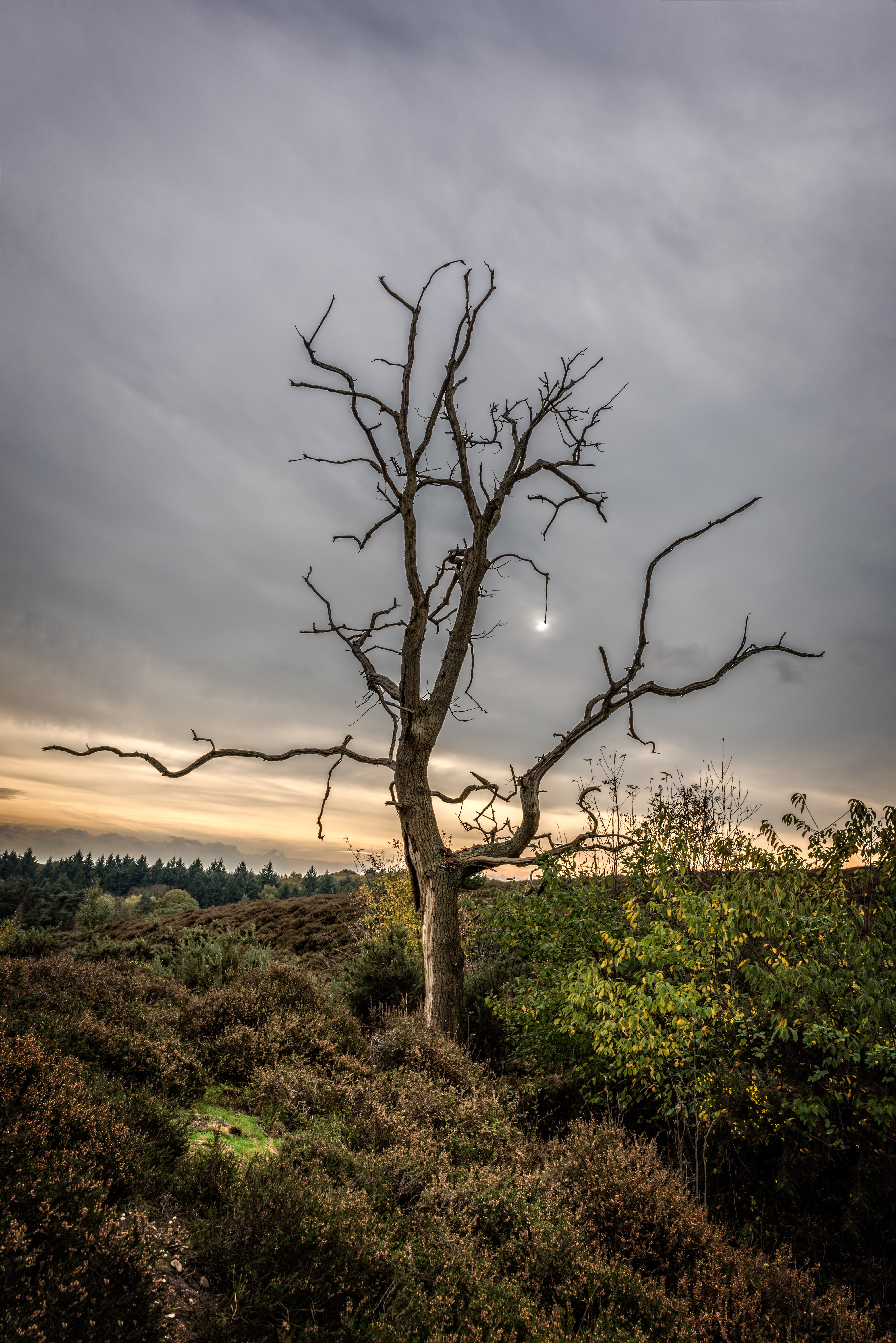 laatste-zonnestralen-op-de-posbank