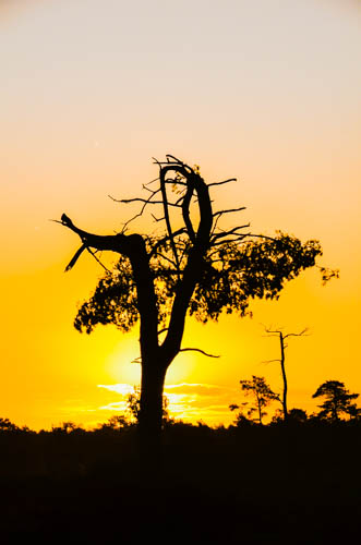 sunrise-in-the-dutch-dessert-drunense-duinen