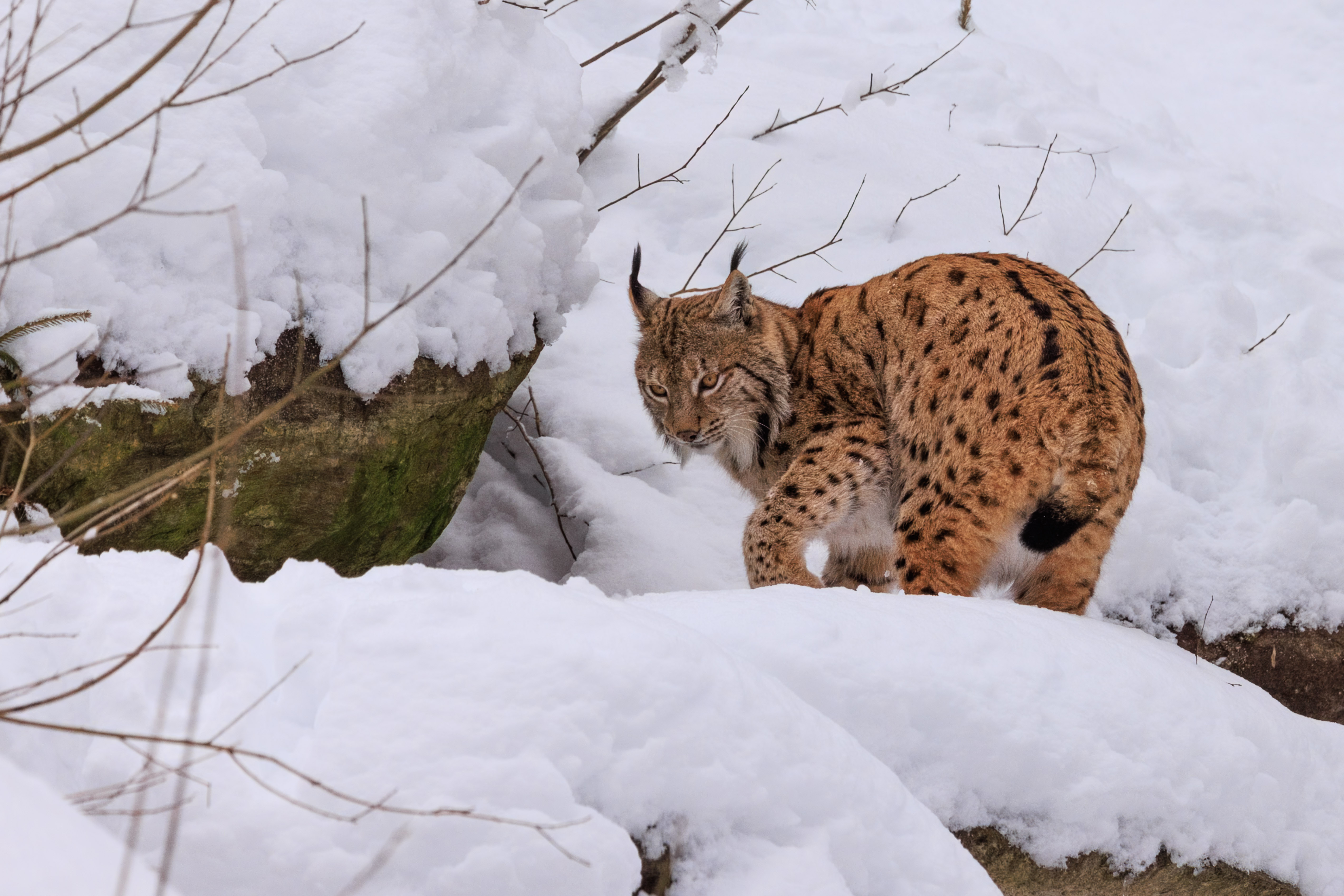 lynx-in-de-sneeuw