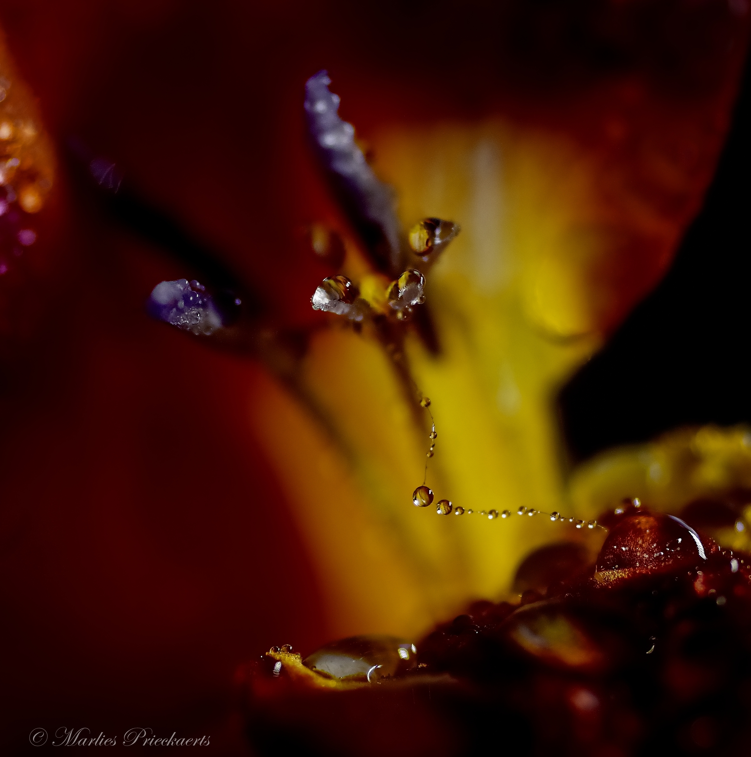 freesiasprookje-zou-het-draadje-houden