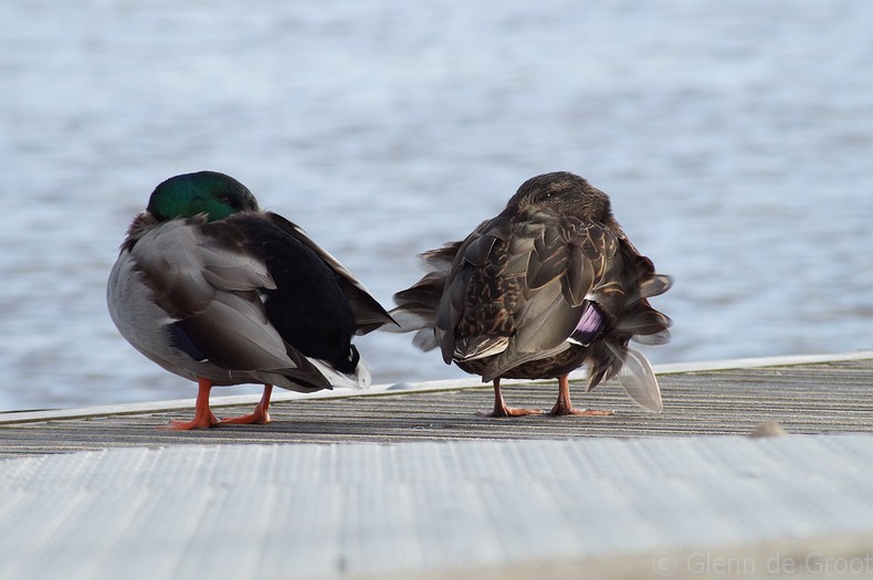 heb-jij-het-ook-zo-koud