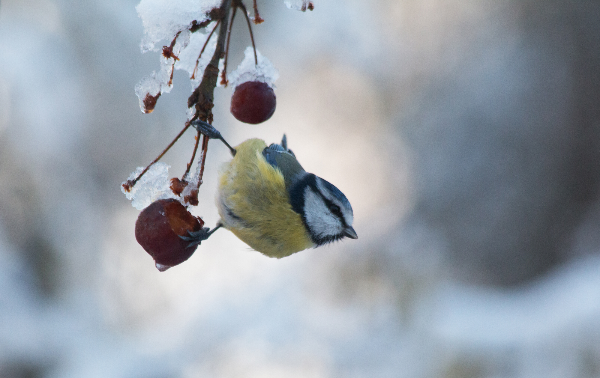 pimpelmees-met-sierappeltjes