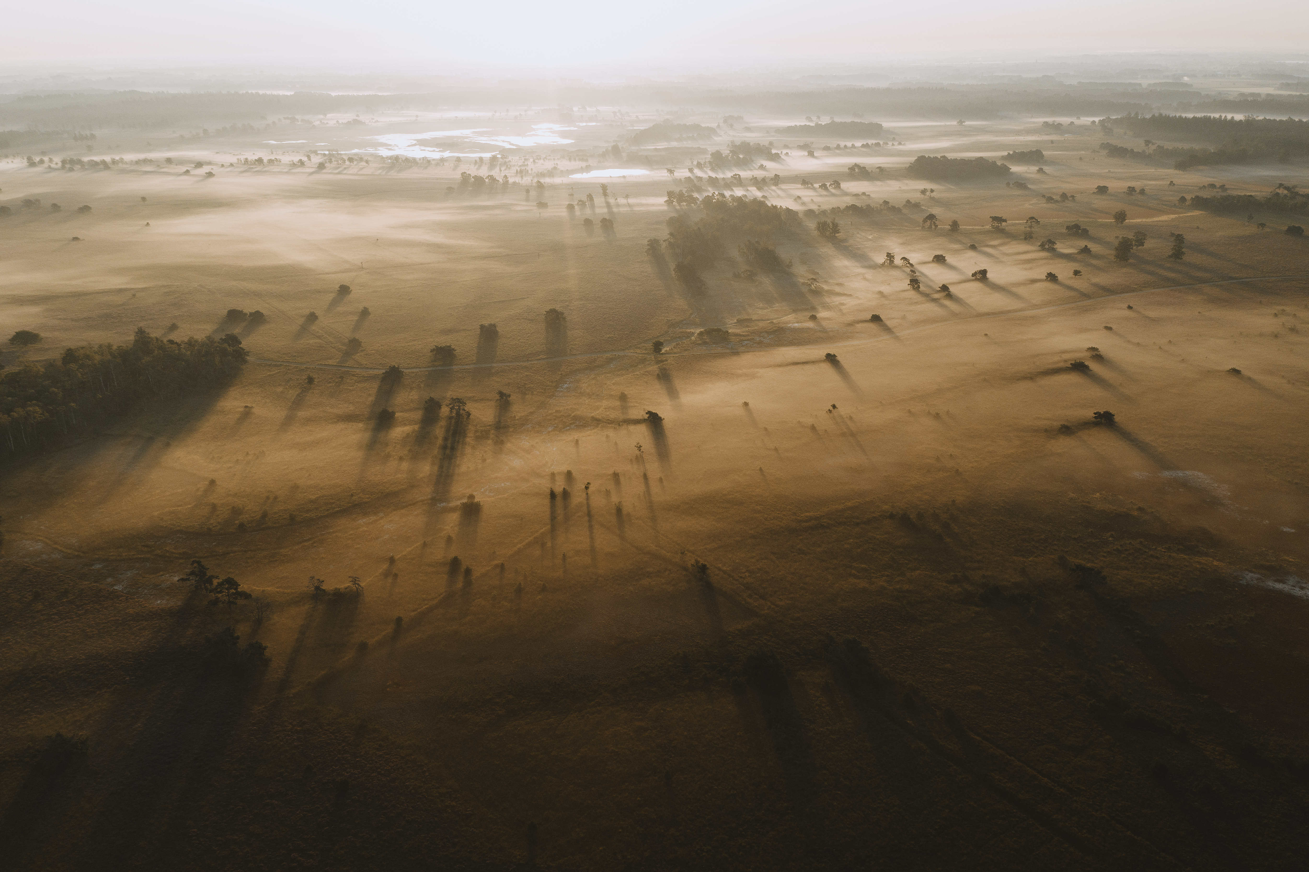 field-of-shadows