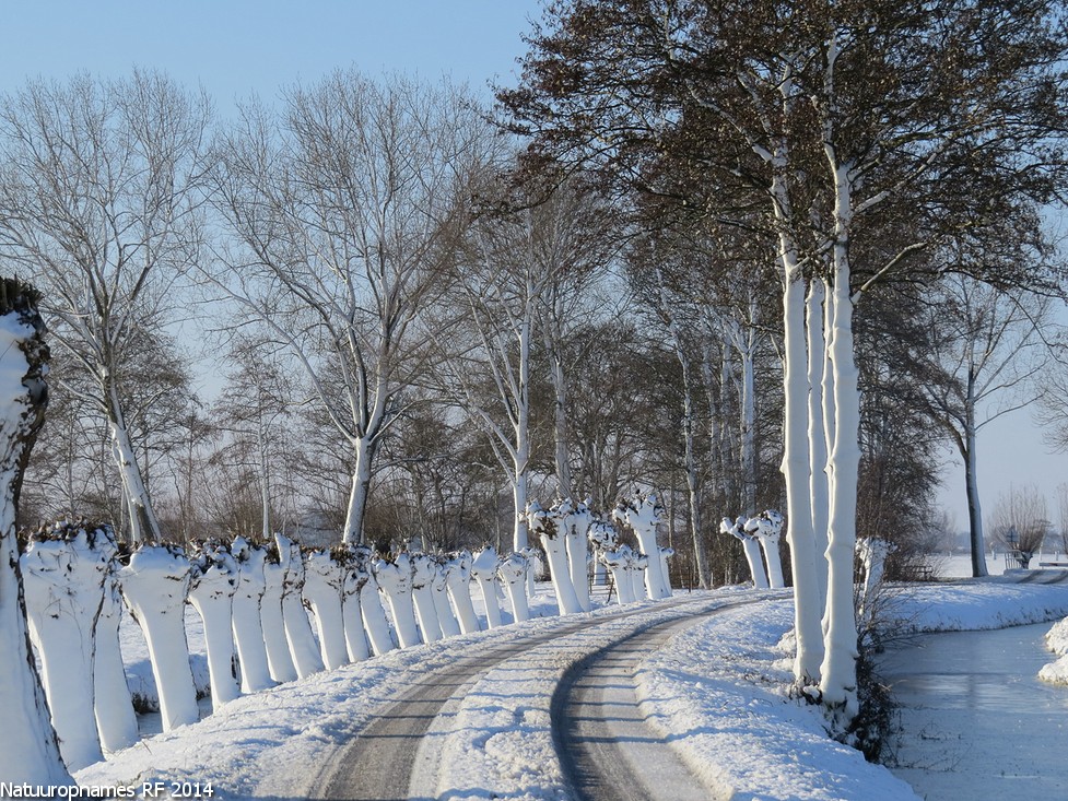 besneeuwd-polderweggetje-in-de-alblasserwaard