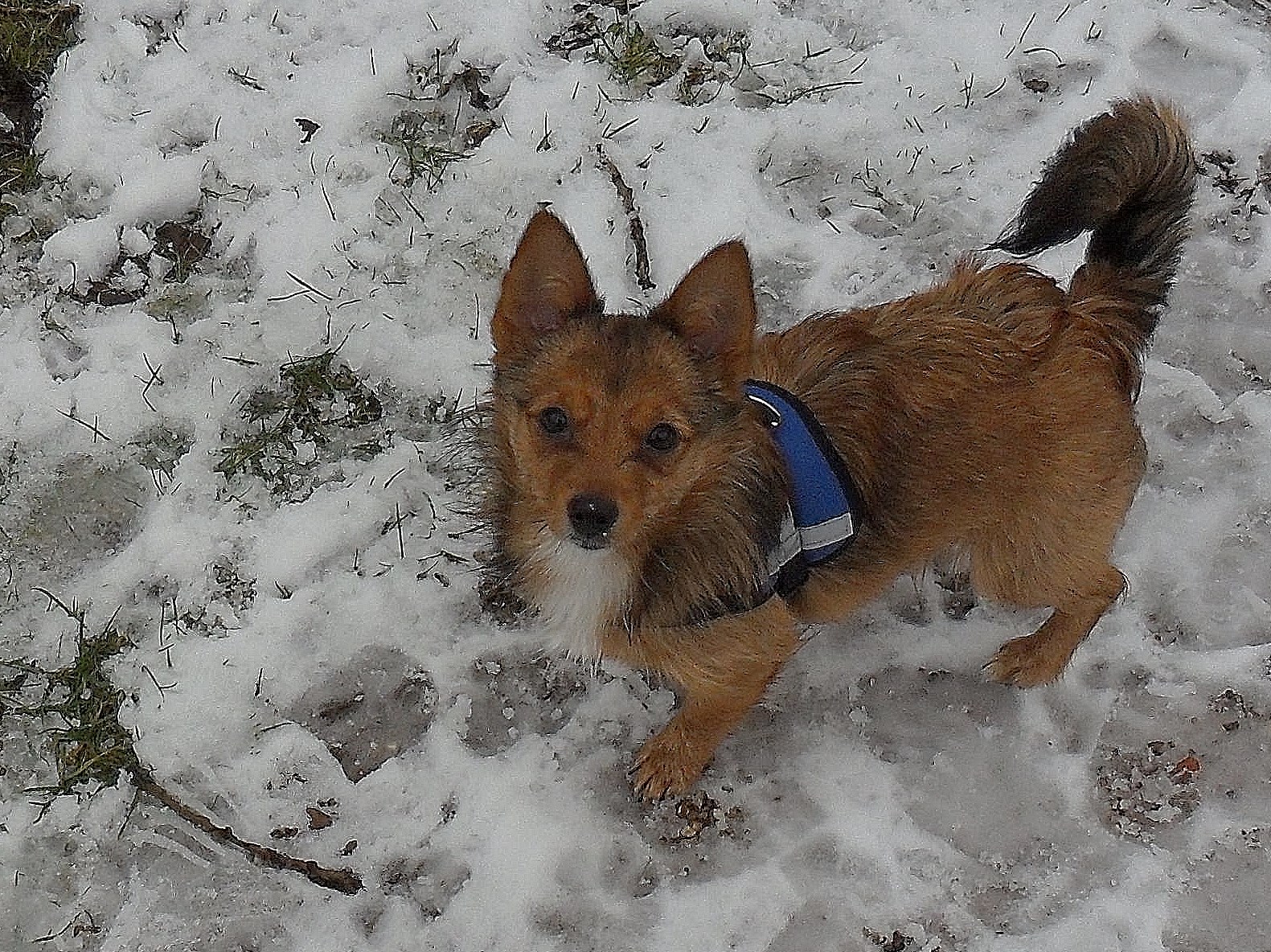 ella-vind-de-sneeuw-geweldig