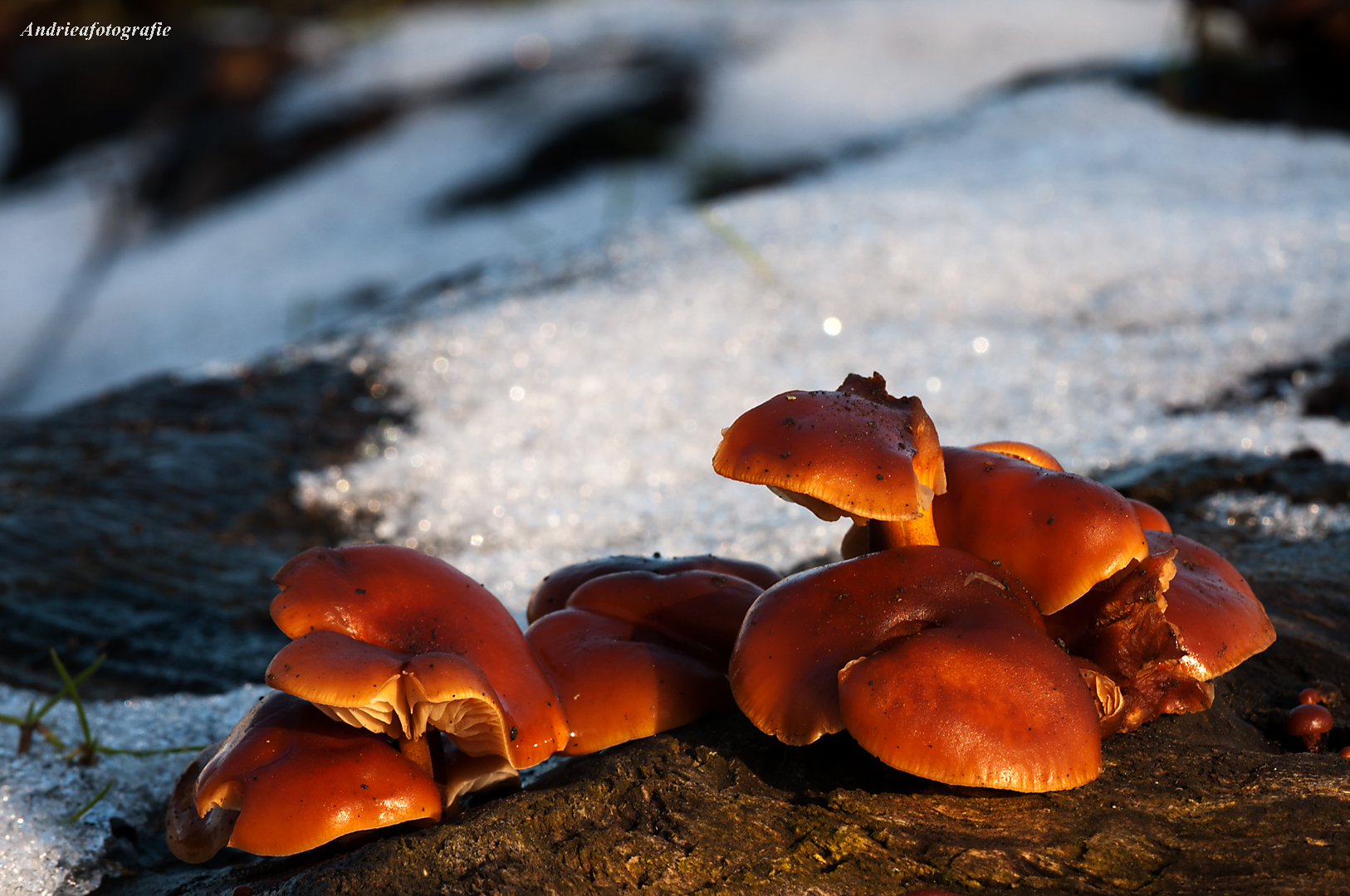 paddenstoel-in-de-sneeuw