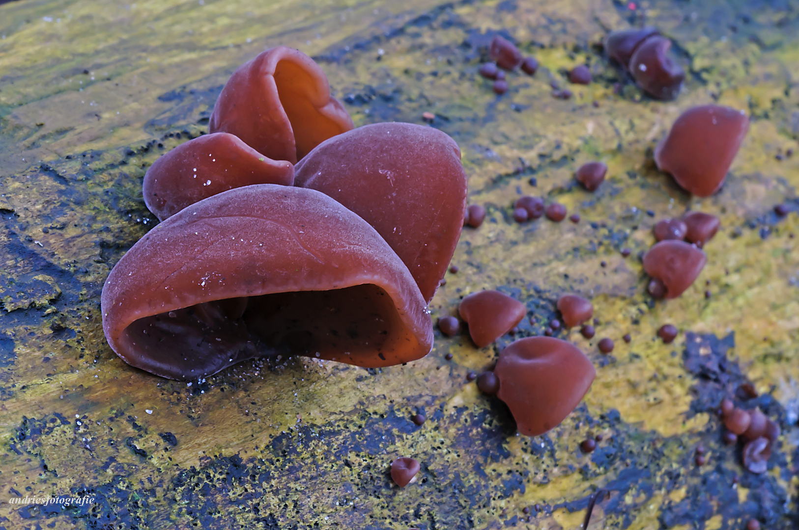 judas-oor-paddenstoel