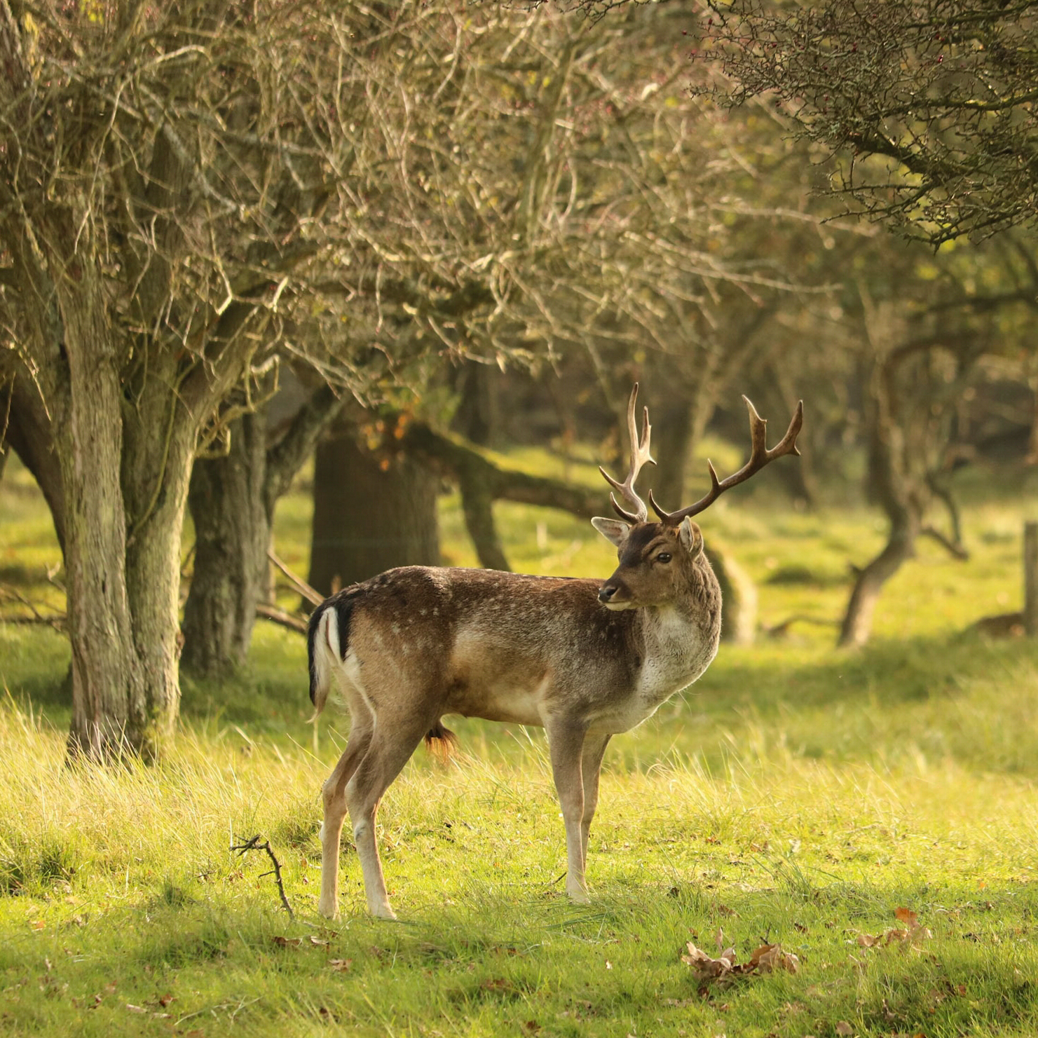 hert-in-de-amsterdamse-waterleidingduinen