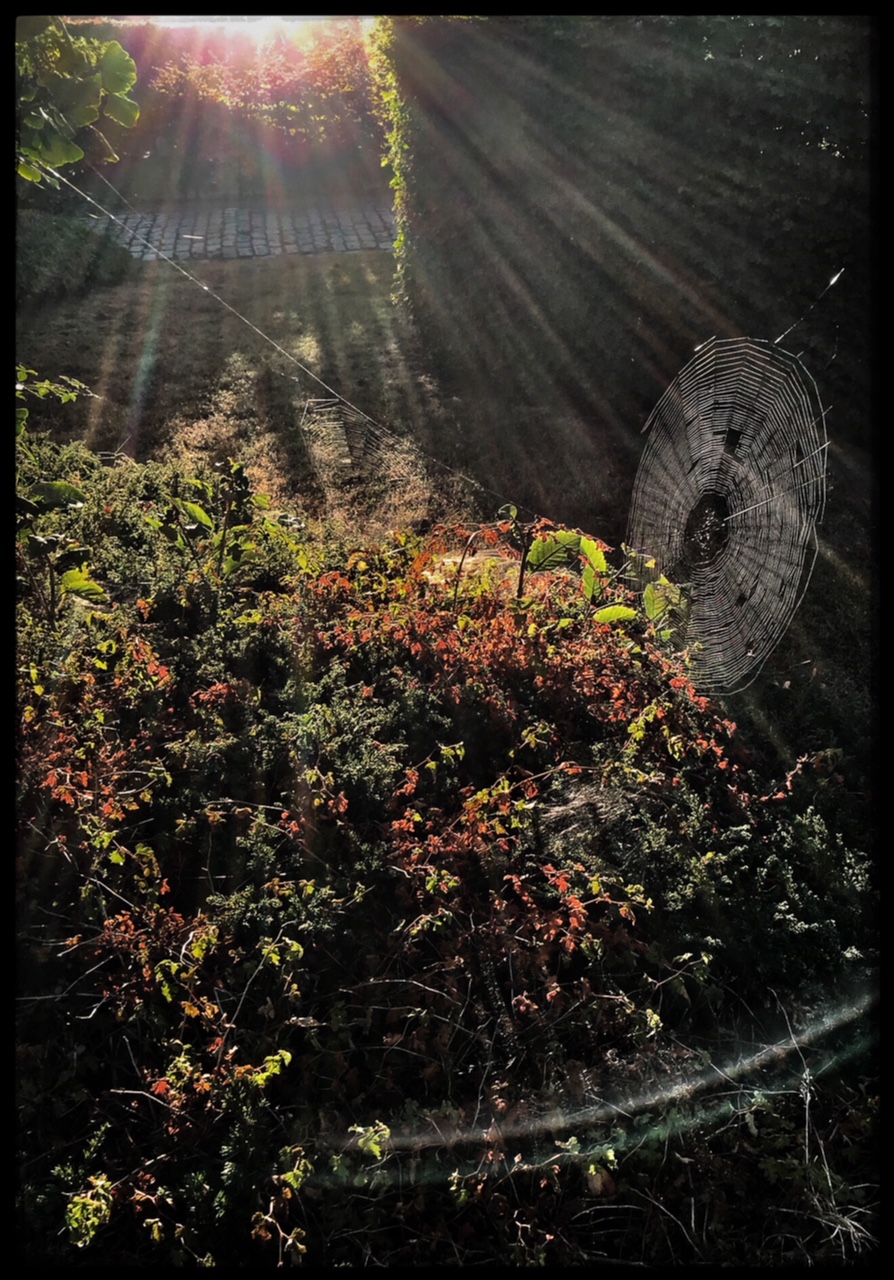 herfstig-beschenen-spinnenweb