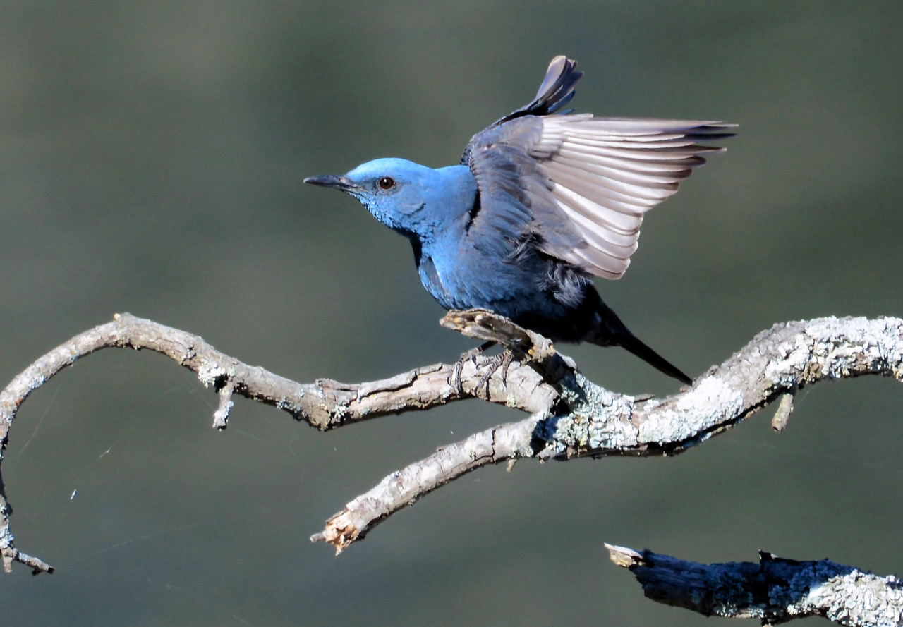 ik-ben-de-blauwe-rotslijster
