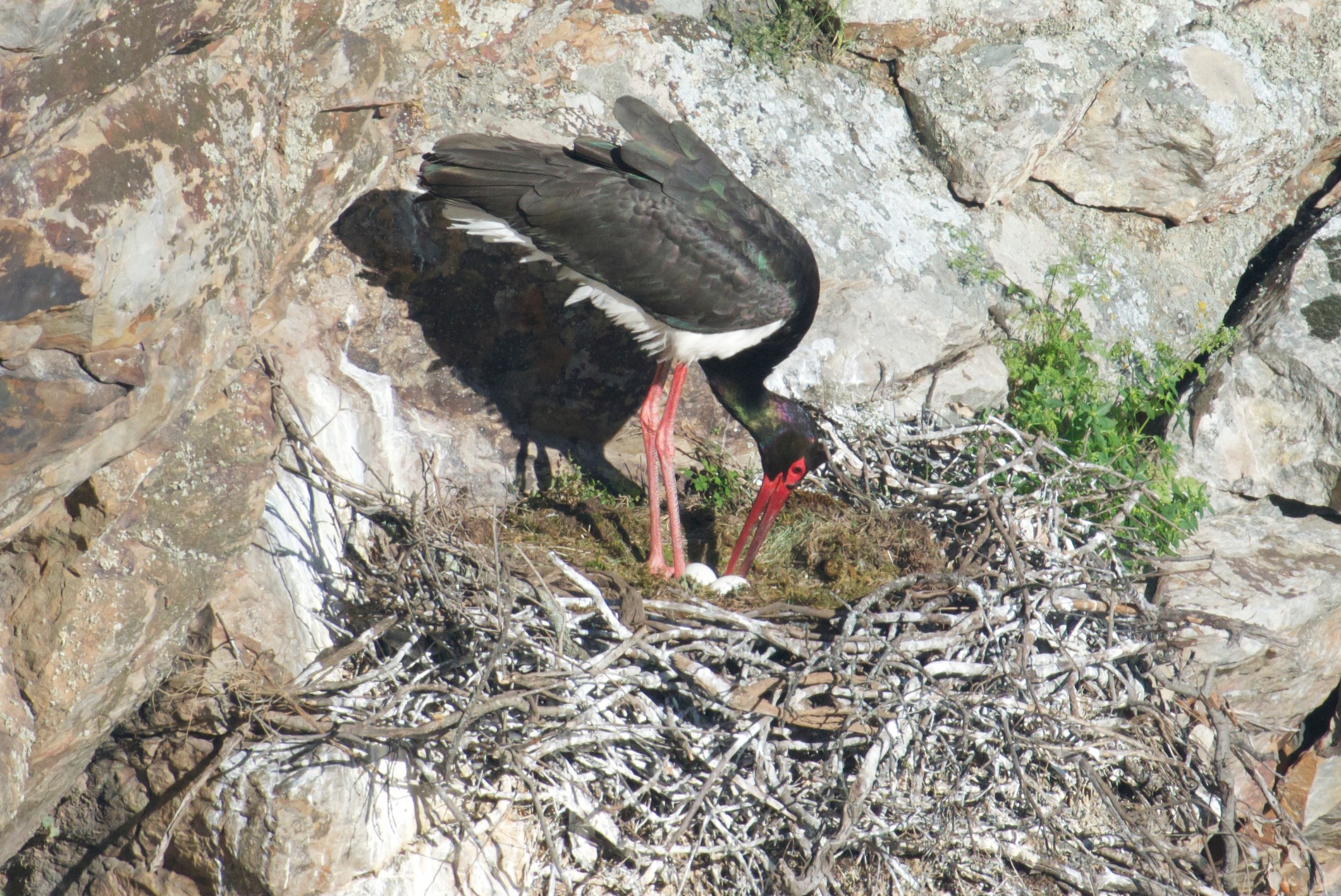honderd-meter-weg-in-de-rotsen-aan-het-broeden