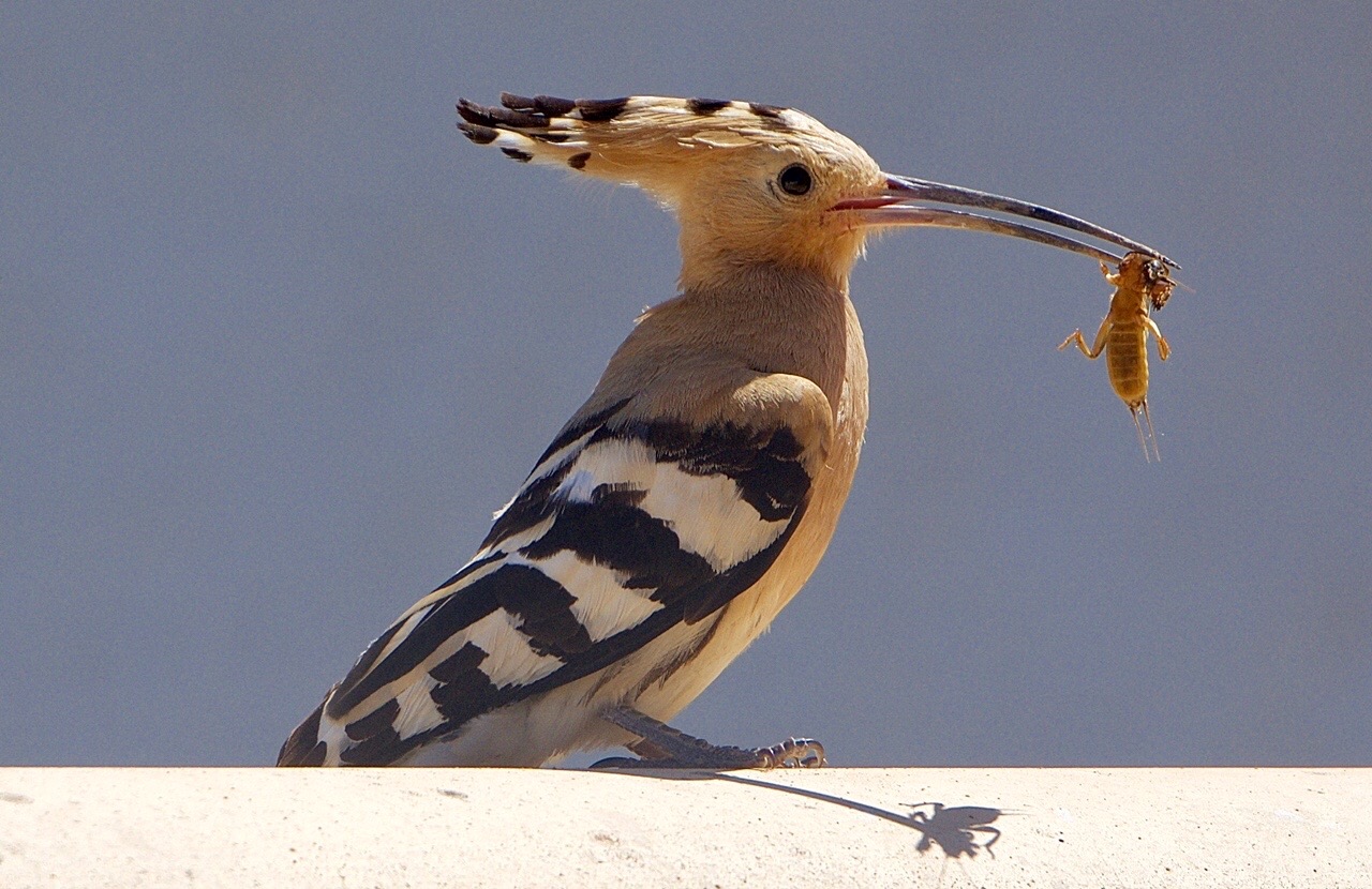een-nestje-onder-een-dakgoot