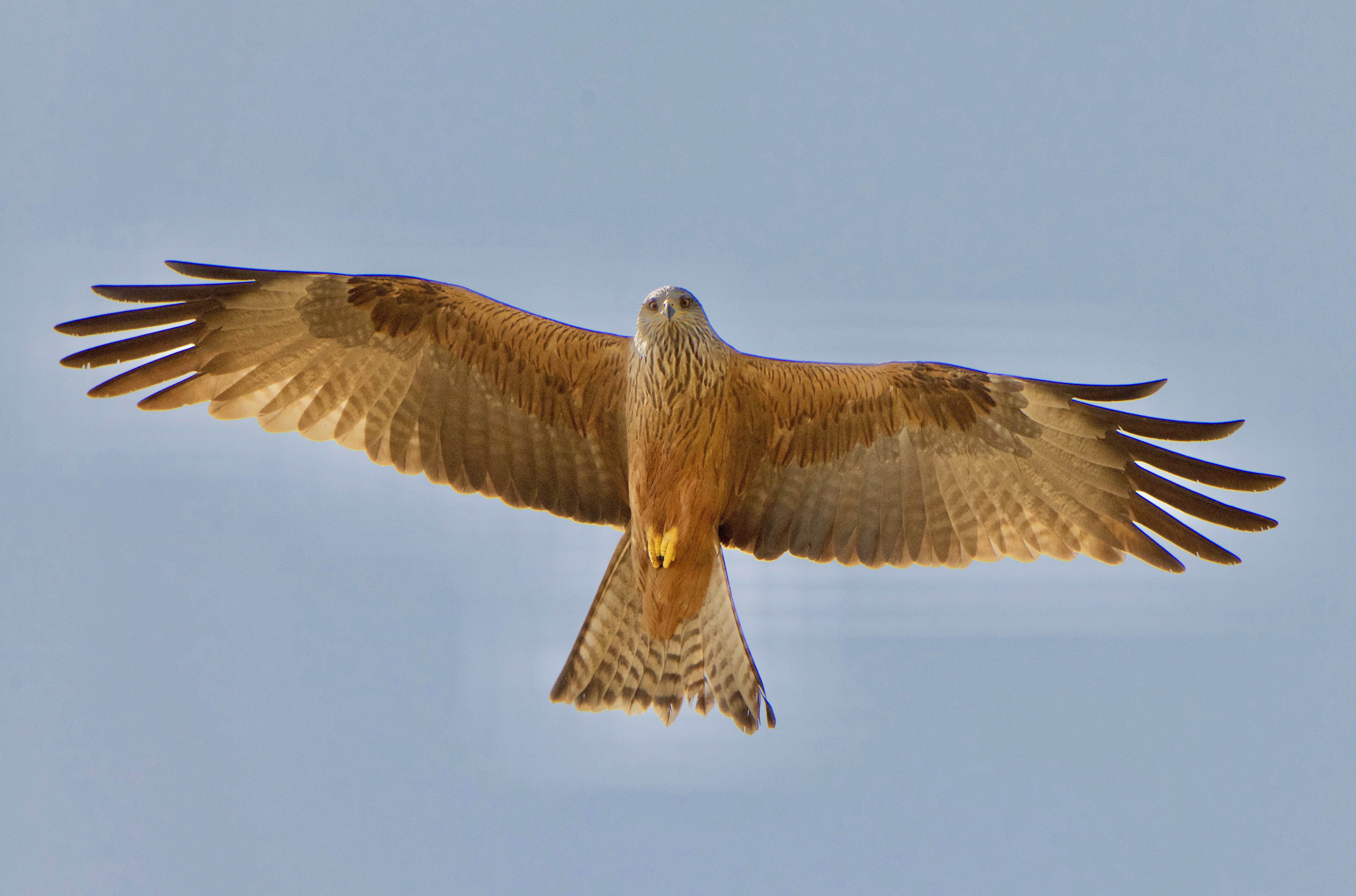 hij-zij-vloog-net-in-de-volle-zon
