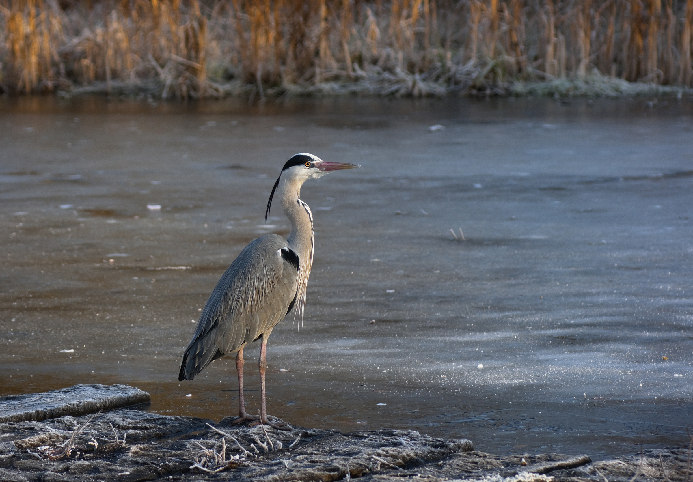 reiger-en-zijn-bevroren-vijver