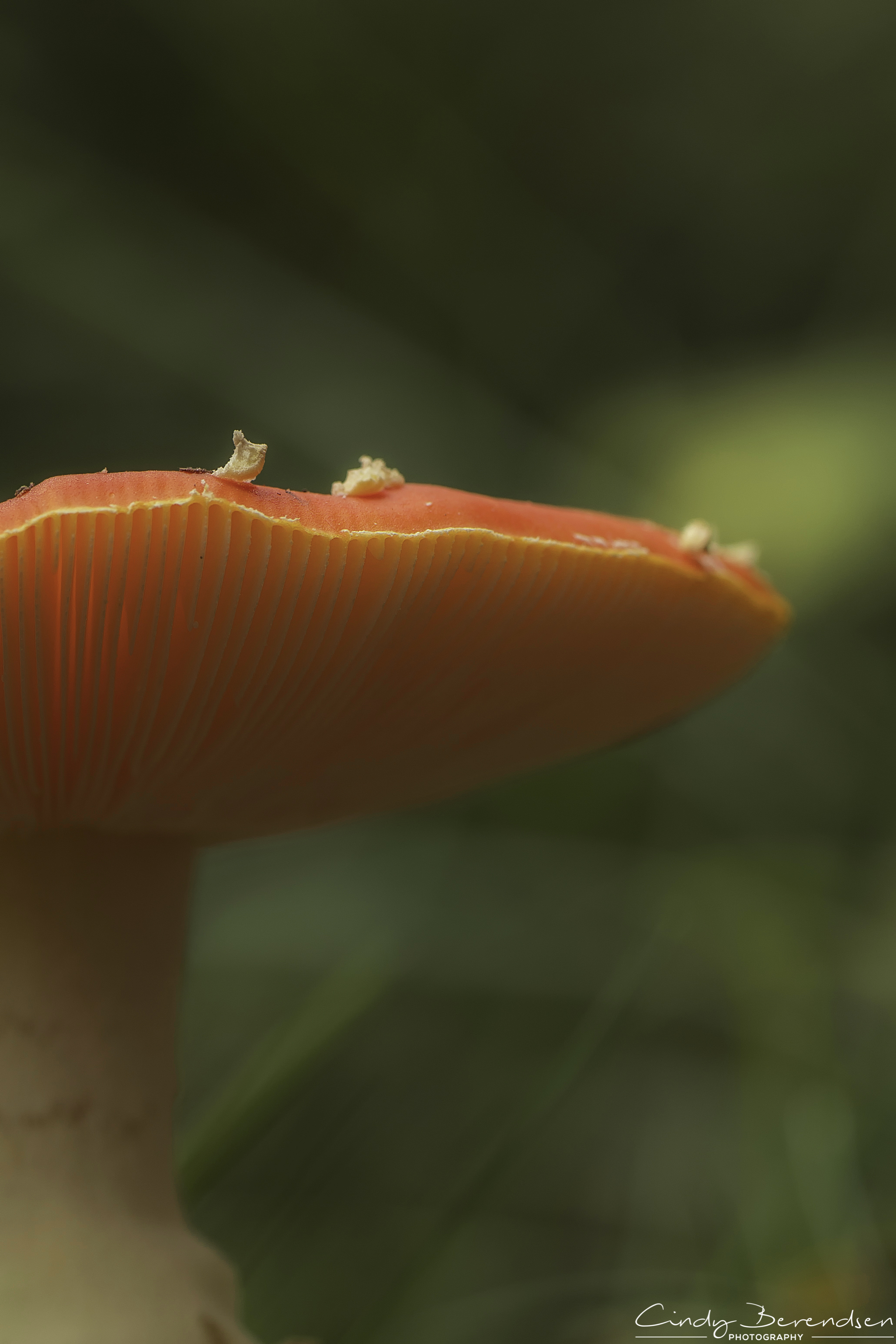 rood-met-witte-stippen-2