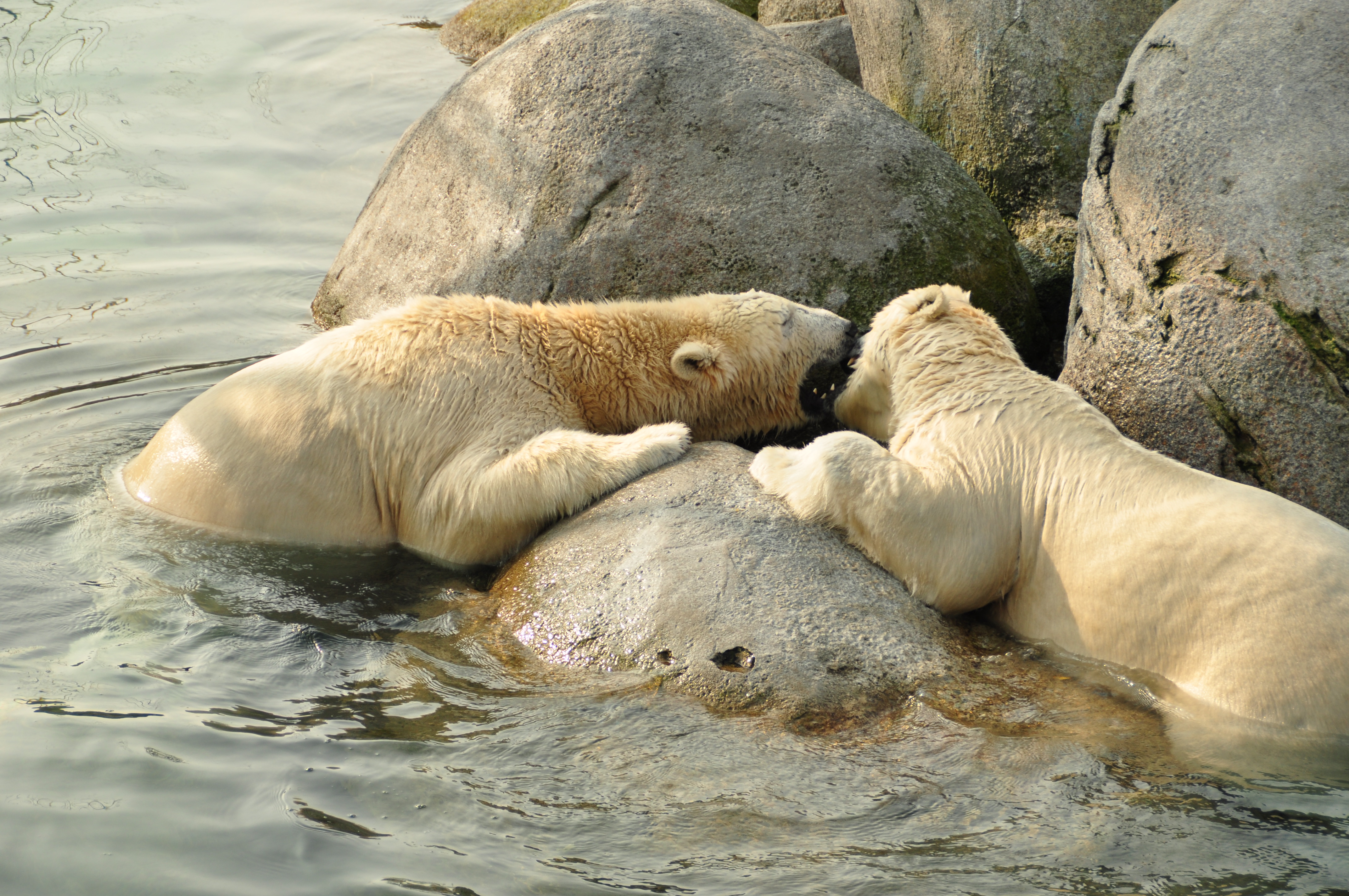 vechten-om-het-vlees
