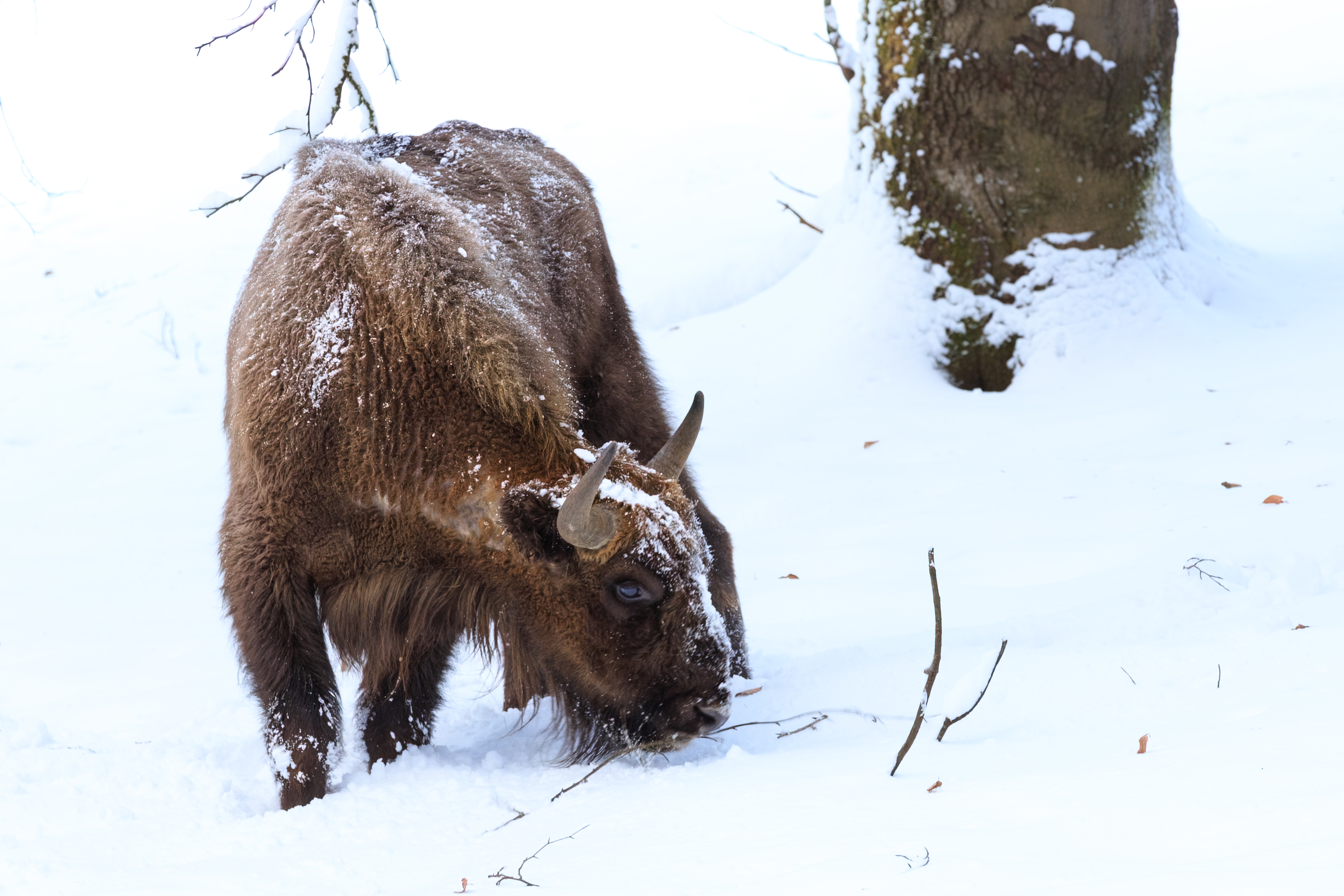 wisent