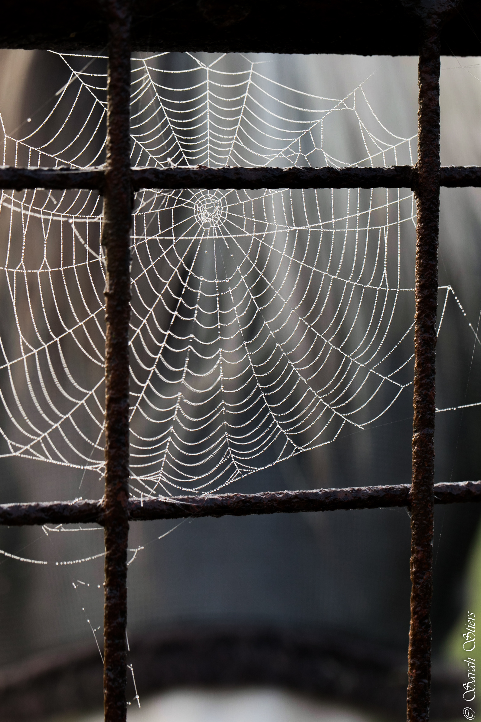 gevangen-in-het-web-van