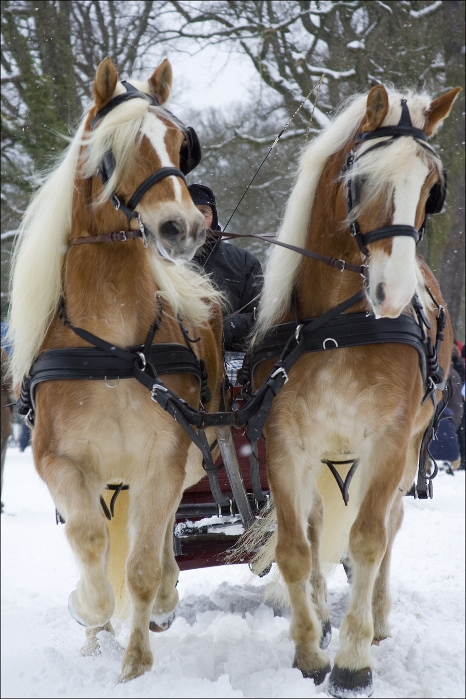 slee-ryding-in-the-snow