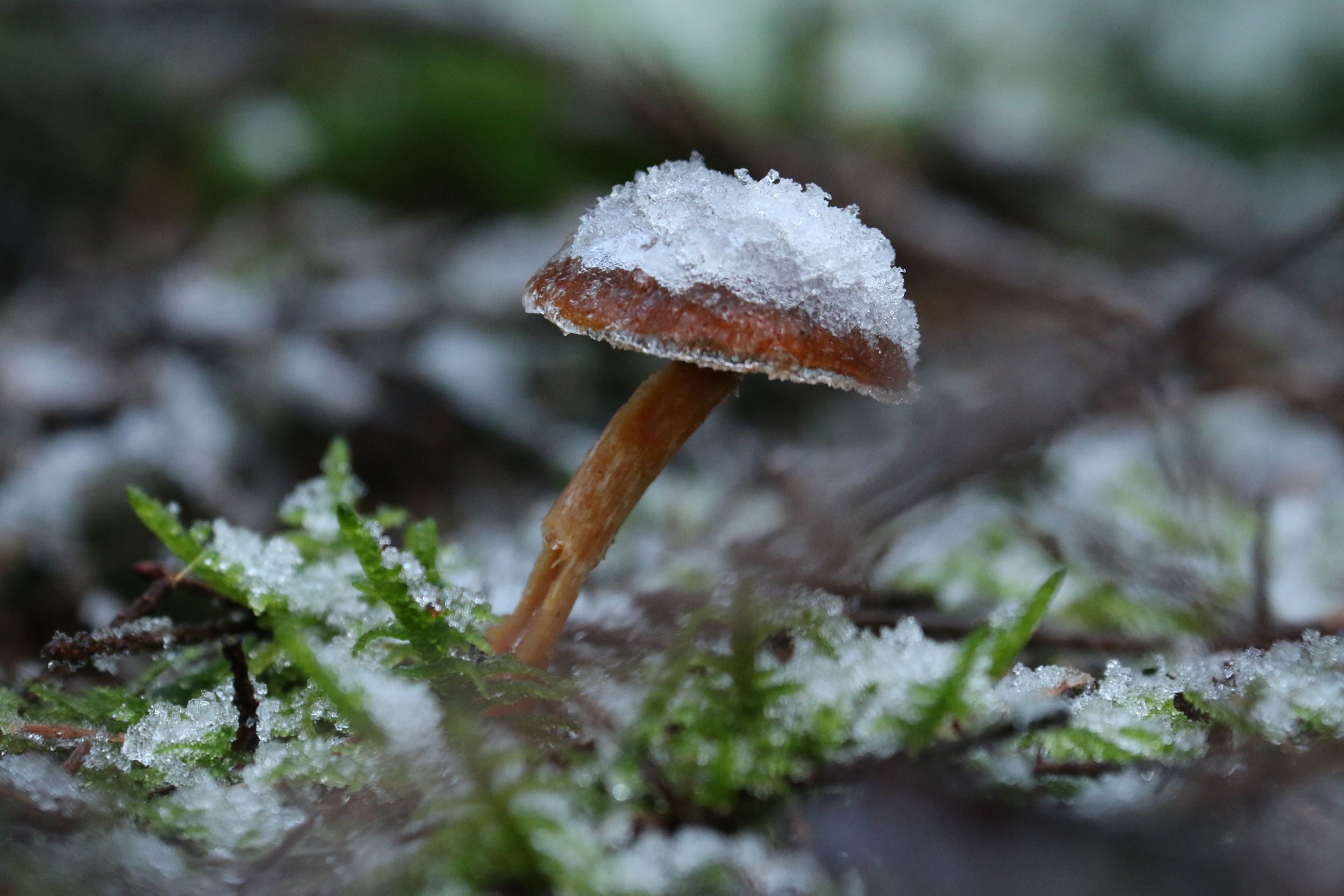 paddenstoel-gebukt-oner-ijs