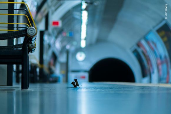 foto-worstelende-muizen-wint-publieksprijs-wildlife-photographer-of-the-year