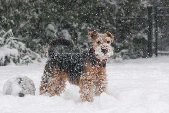hond-in-sneeuw