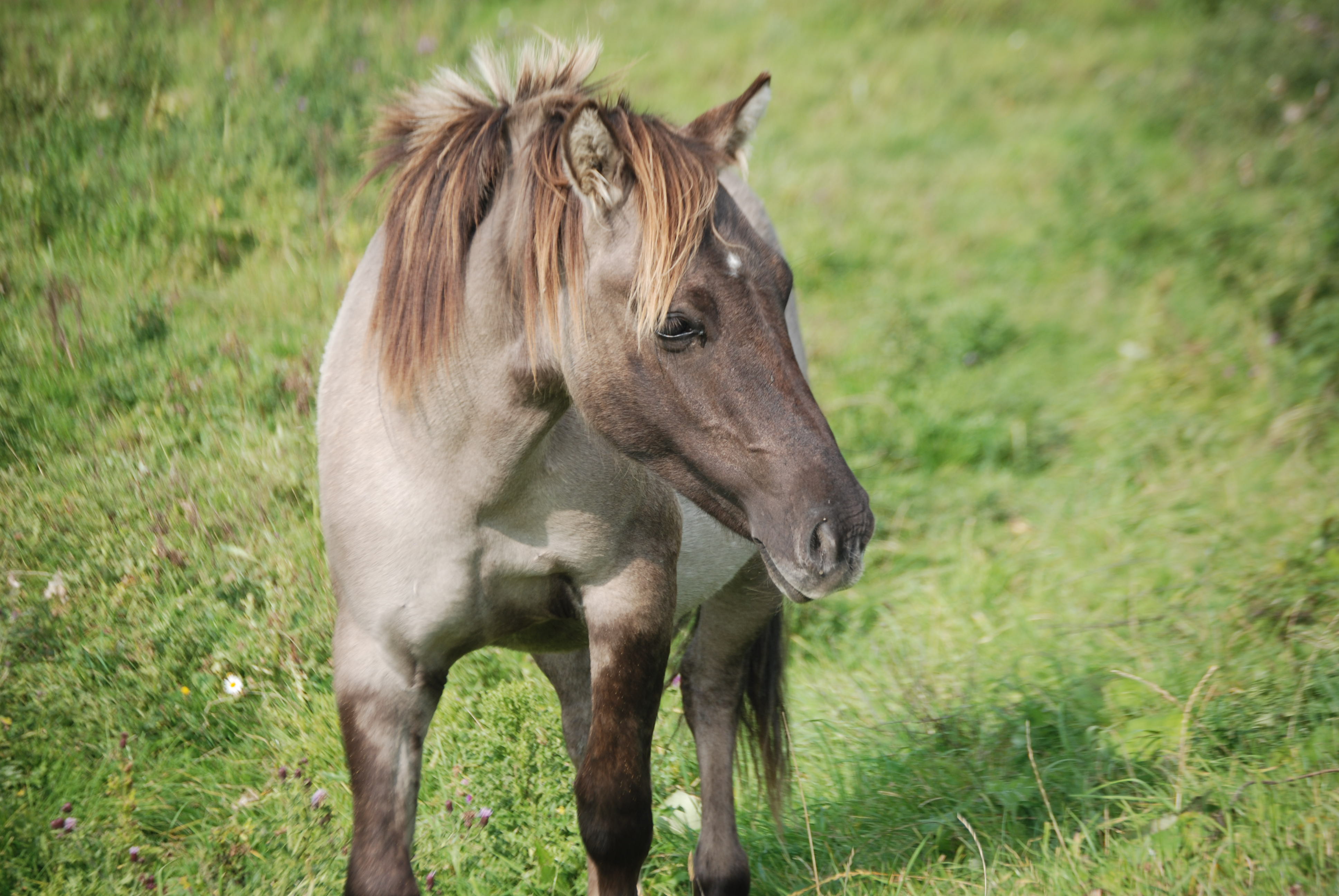 konikpaard-zo-dichtbij