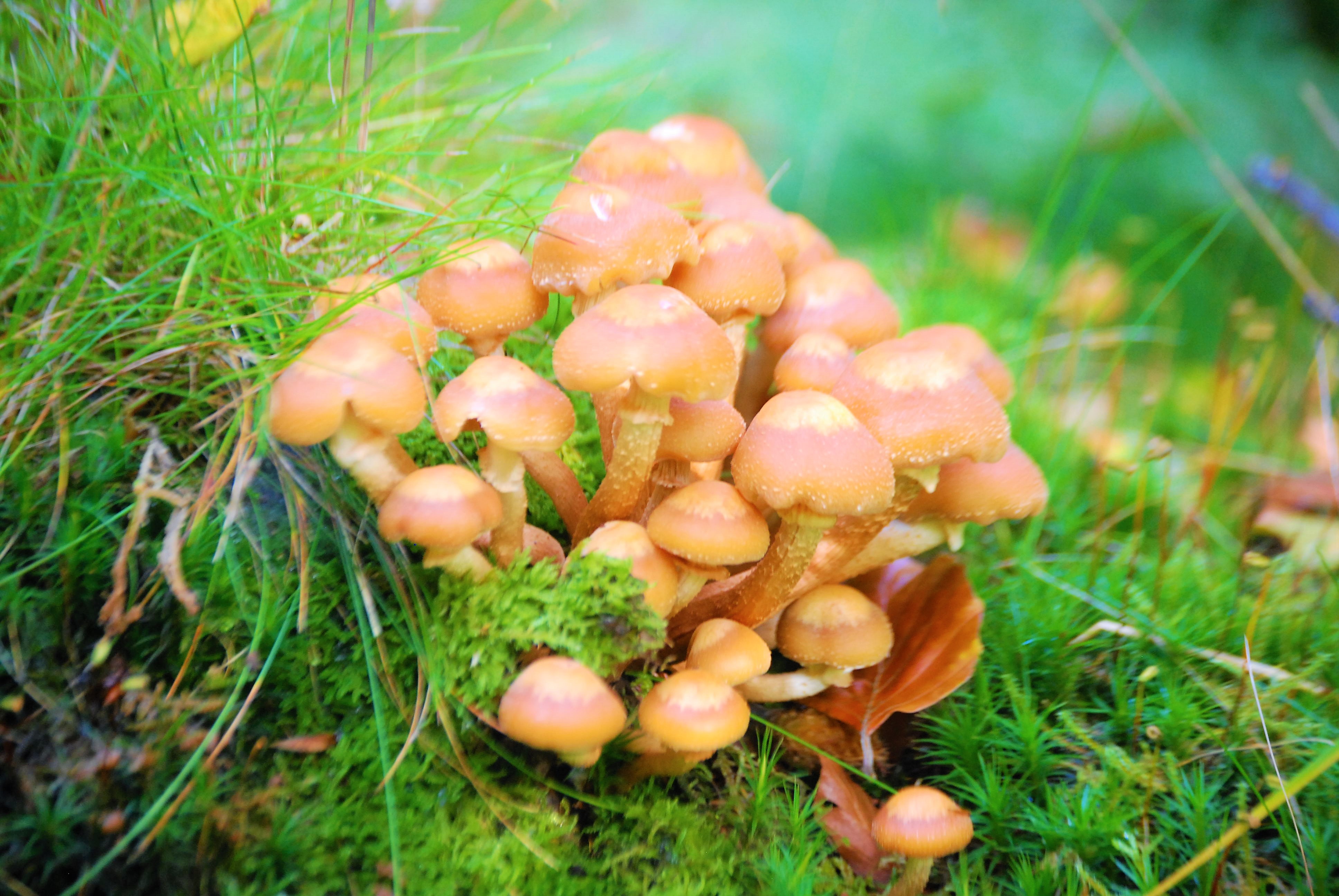 paddenstoelen-nou-echt-herfst