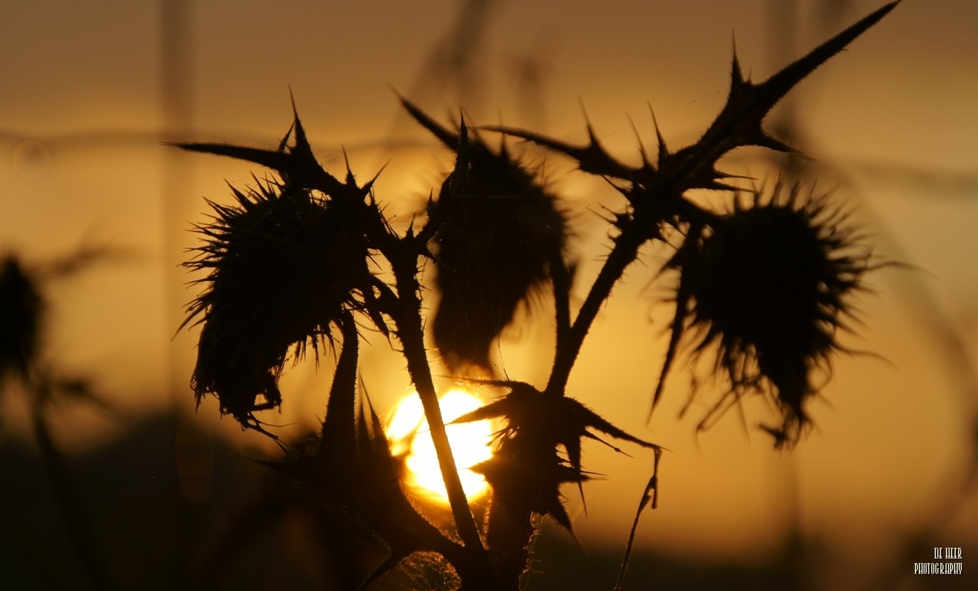 16-sept-zonsopkomst-weert