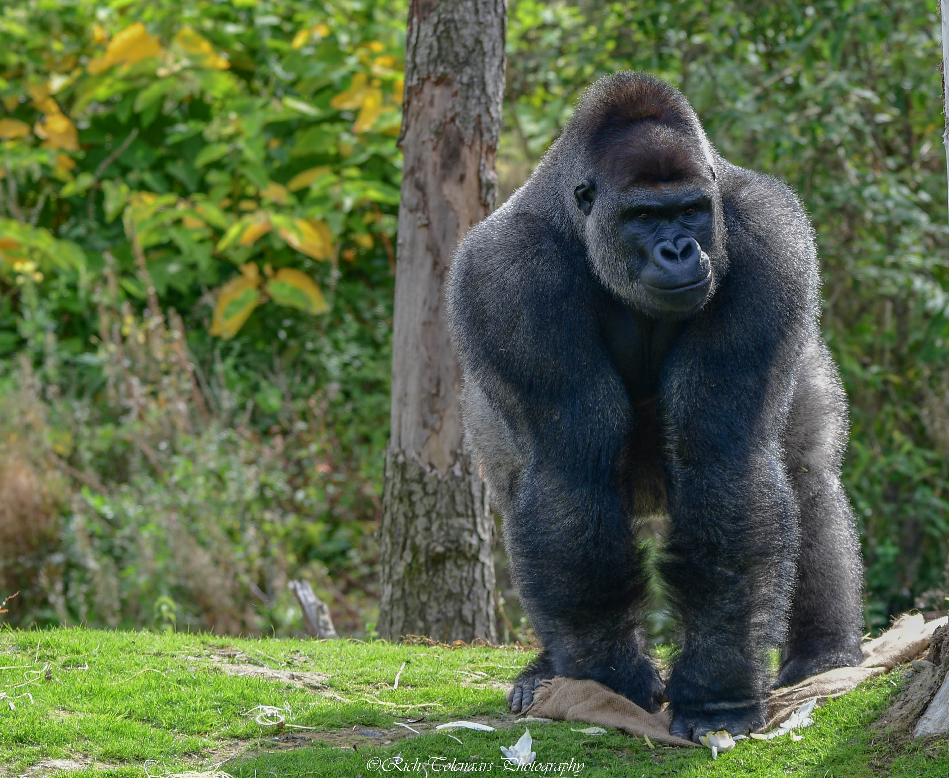 gorilla-in-pairi-daiza