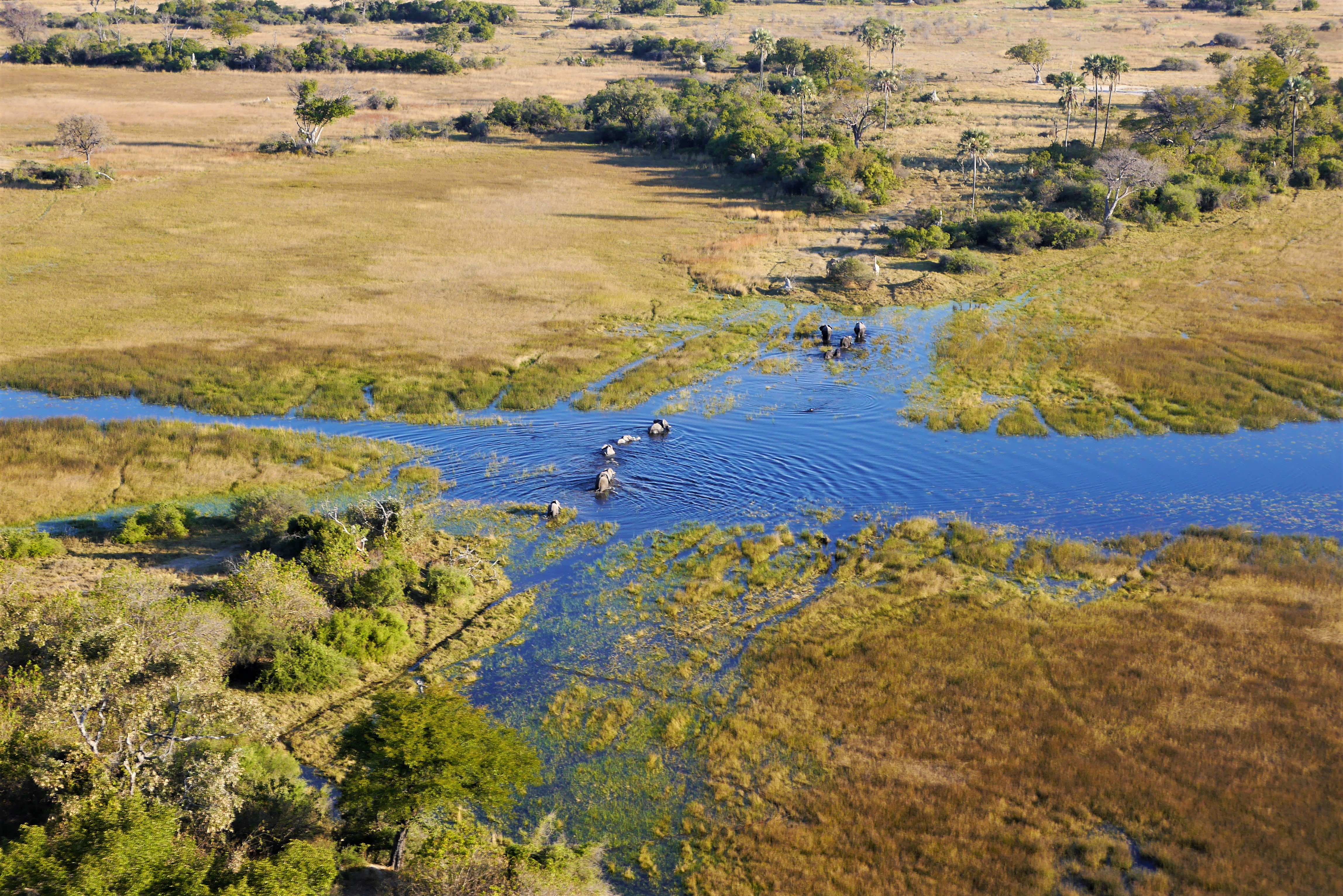 elephants-crossing-the-water