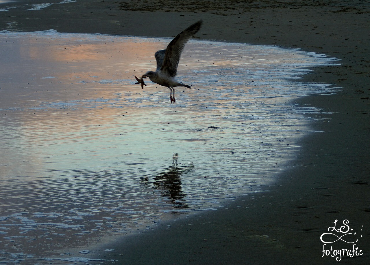 oudjaarsdag-strand-van-scheveningen