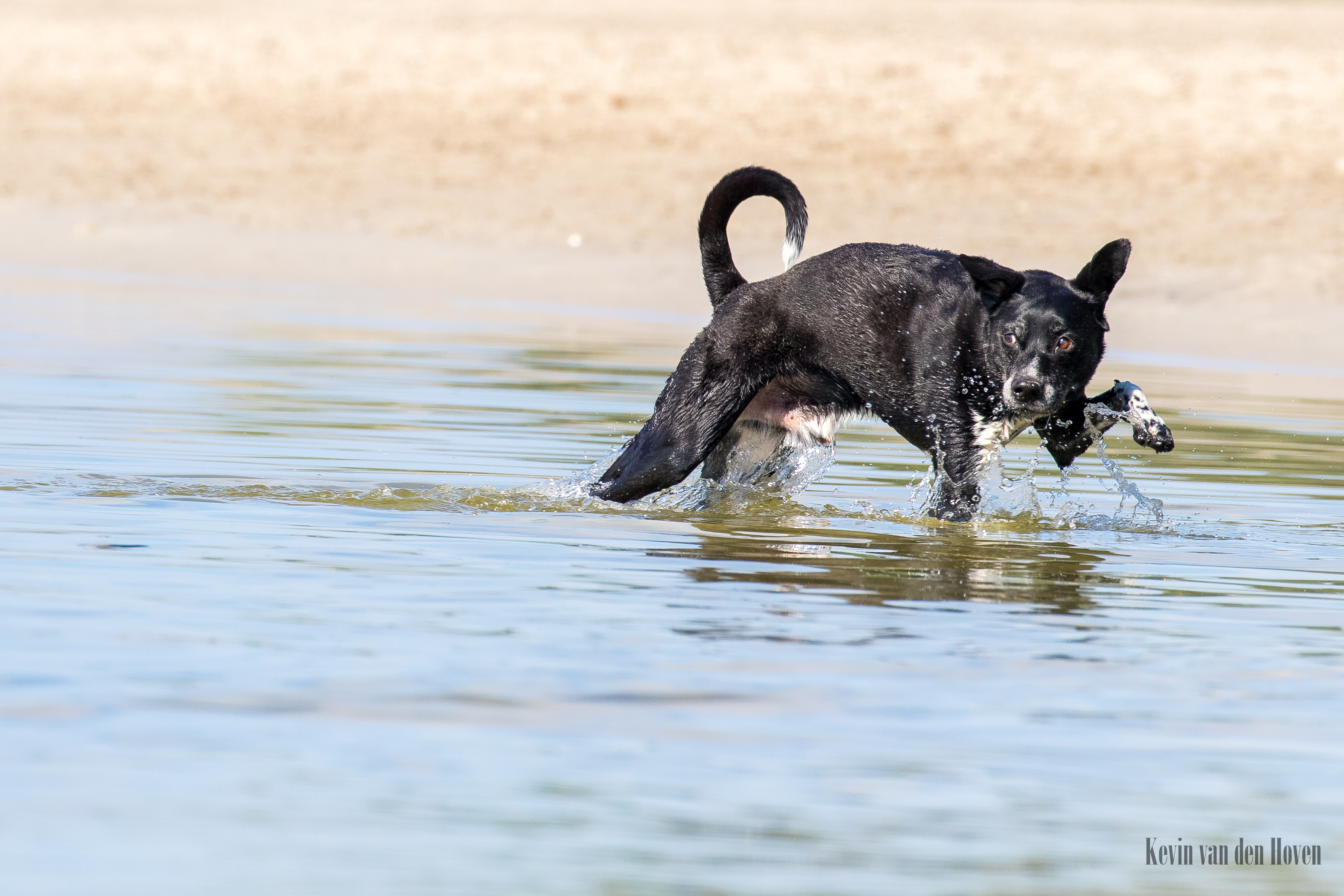 scooby-doo-whats-coming-out-of-the-water