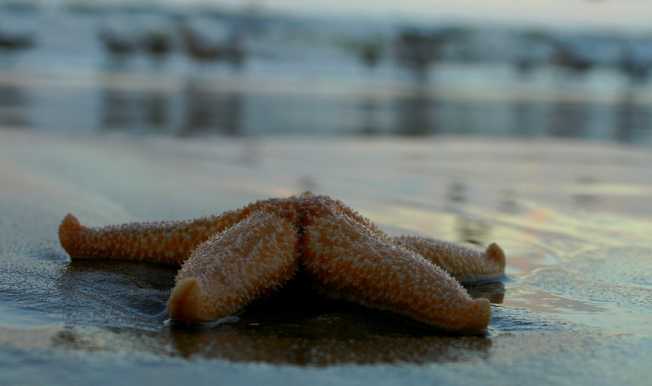 zeester-in-scheveningen