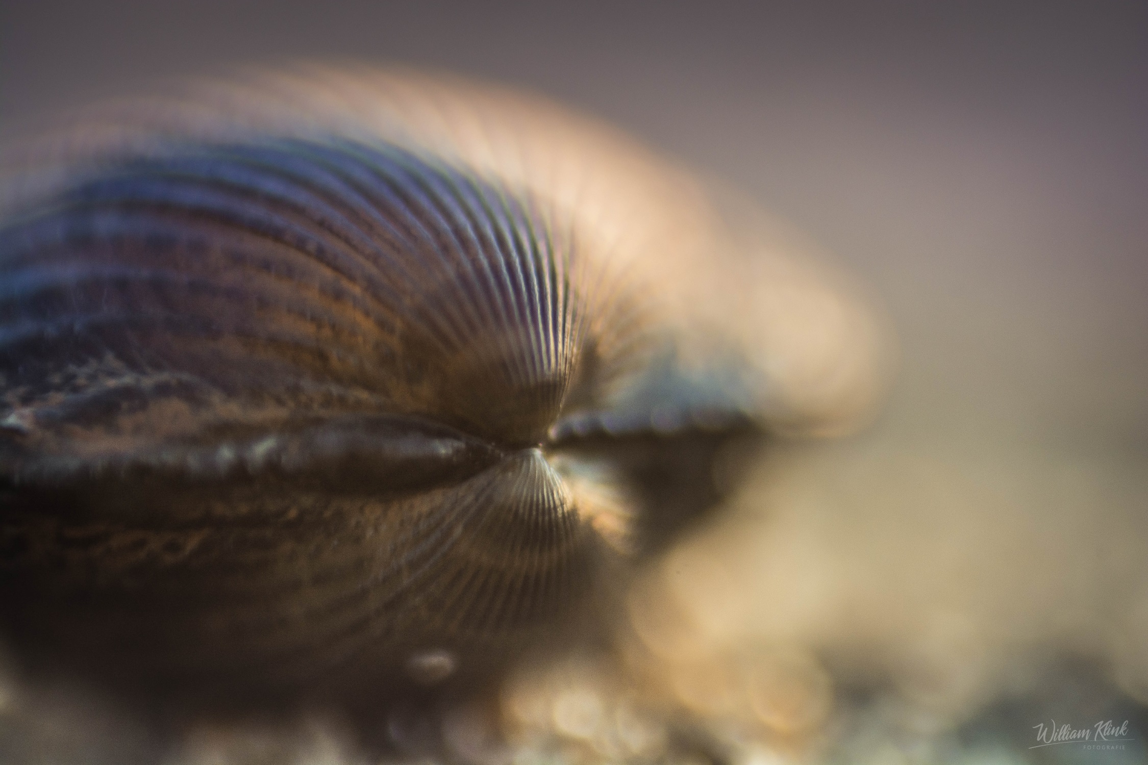 schelp-in-het-avondlicht