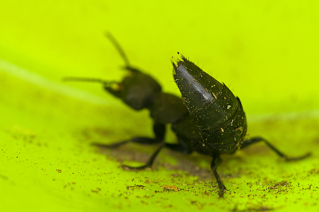 stinkende-kortschild