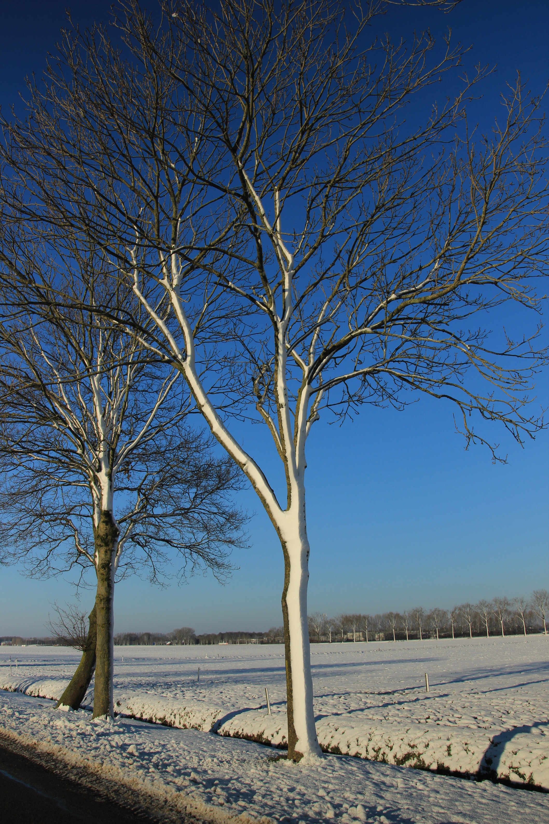 snowtree-1