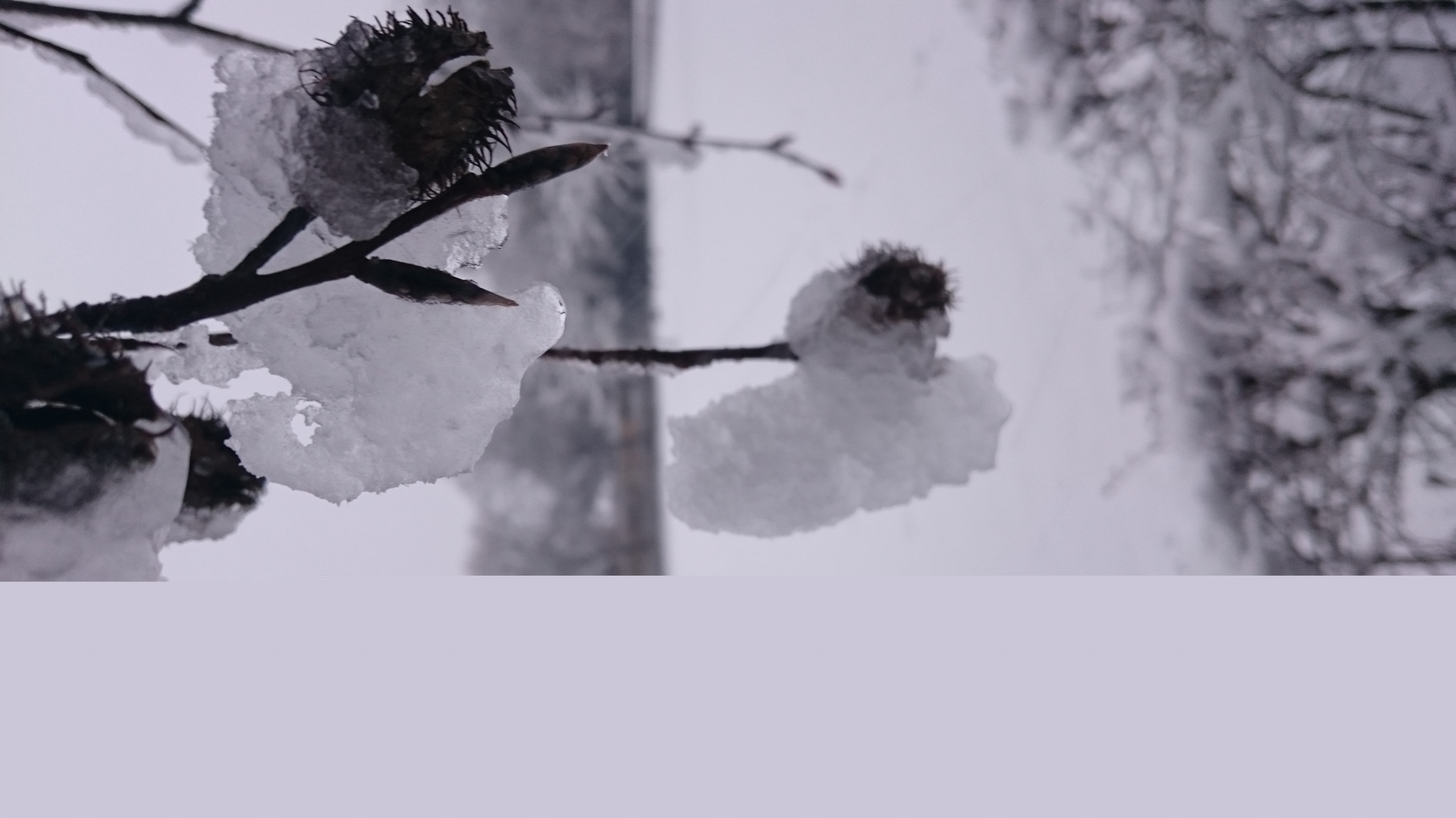 sneeuw-in-het-park-1