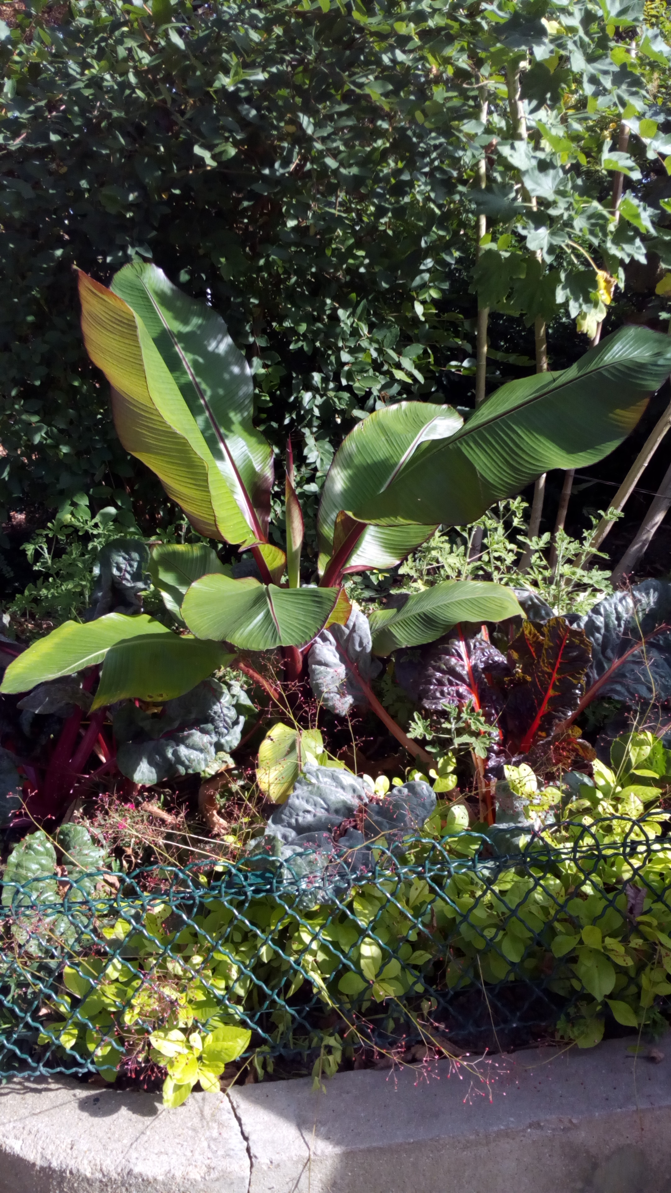 de-natuur-ziet-men-toch-nog-hier-en-daar-planten