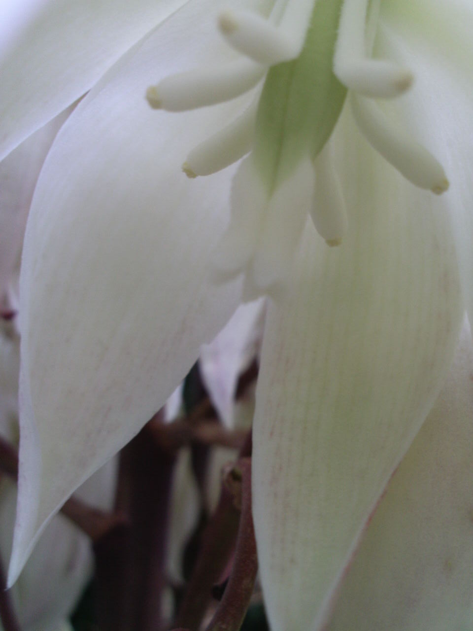 bloem-witte-palmlelie