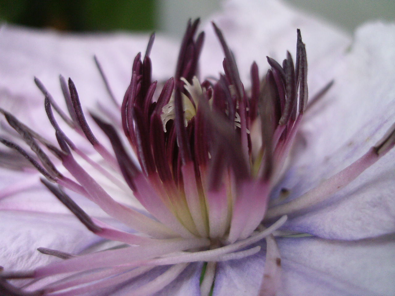 clematis-2